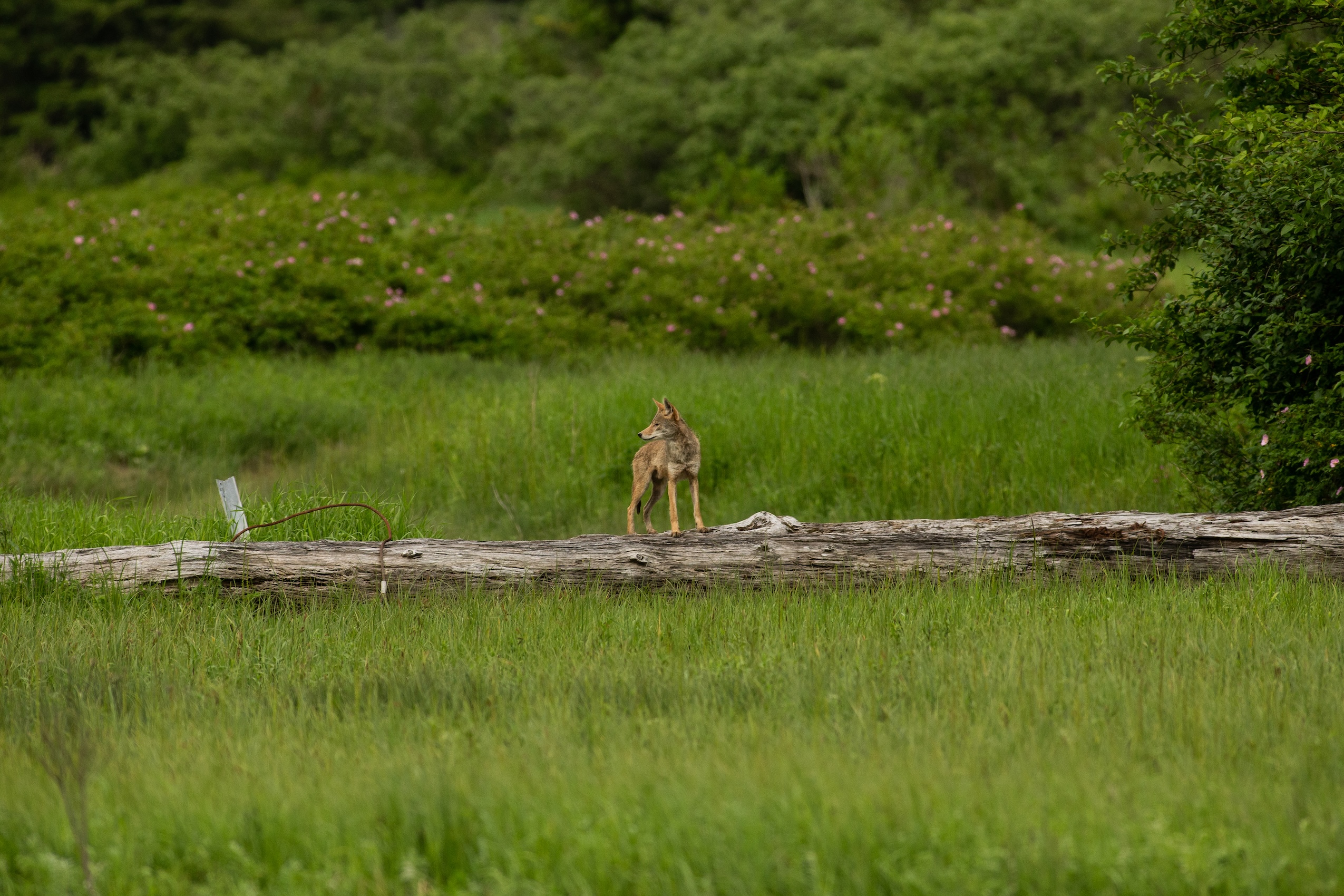 A western coyote stands on a fallen log, looking toward the left. The coyote is framed by lush green grasses and shrubs on all sides.