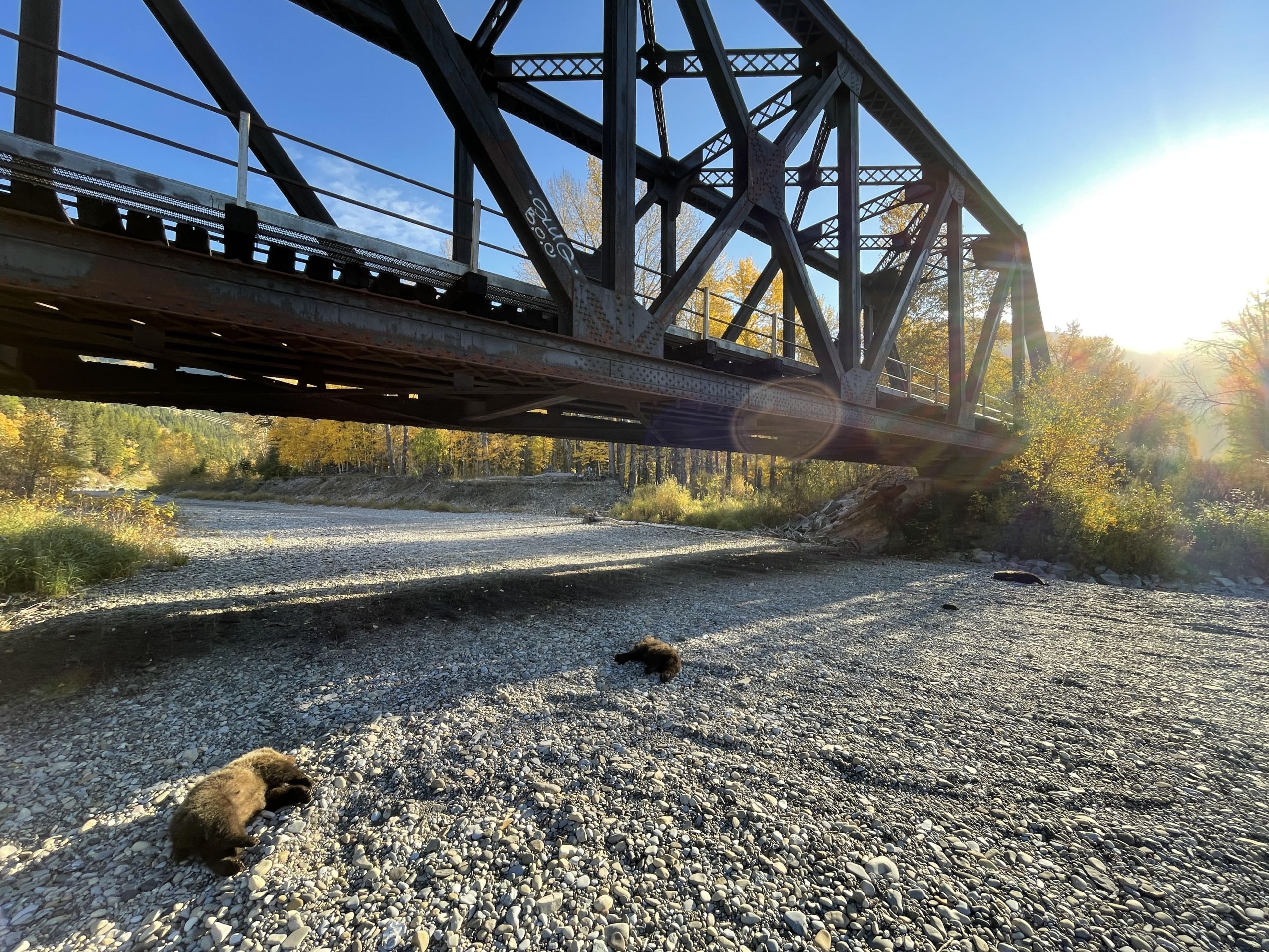 A photo of three bear cubs lying on a dry river bed beneath a rail bridge
