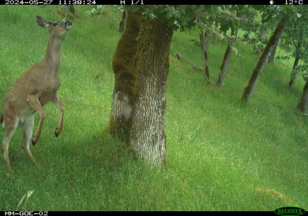 A wildlife cam captures a deer jumping on its hind legs to reach some branches. He's surrounded by empty grass.