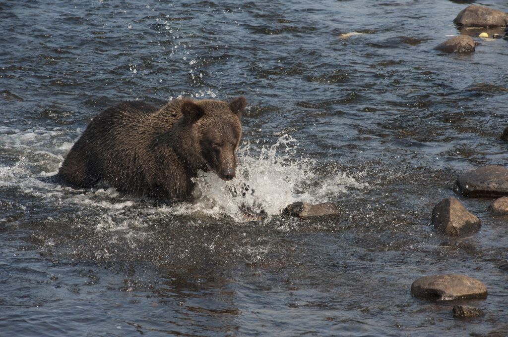 A young grizzly bear splashes in a river, fishing for salmon.