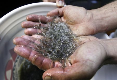 Two hands holding a palmful of slippery baby eels