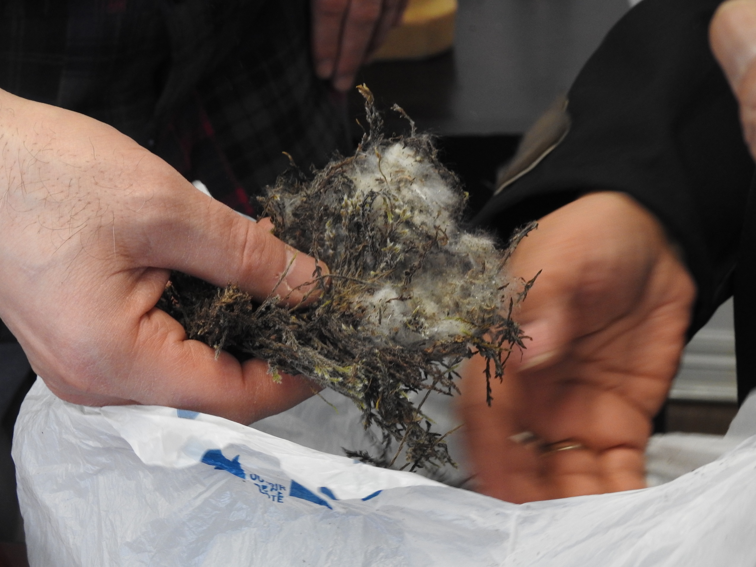 A pair of hands sorts through twigs and moss with animal fur entwined with it.