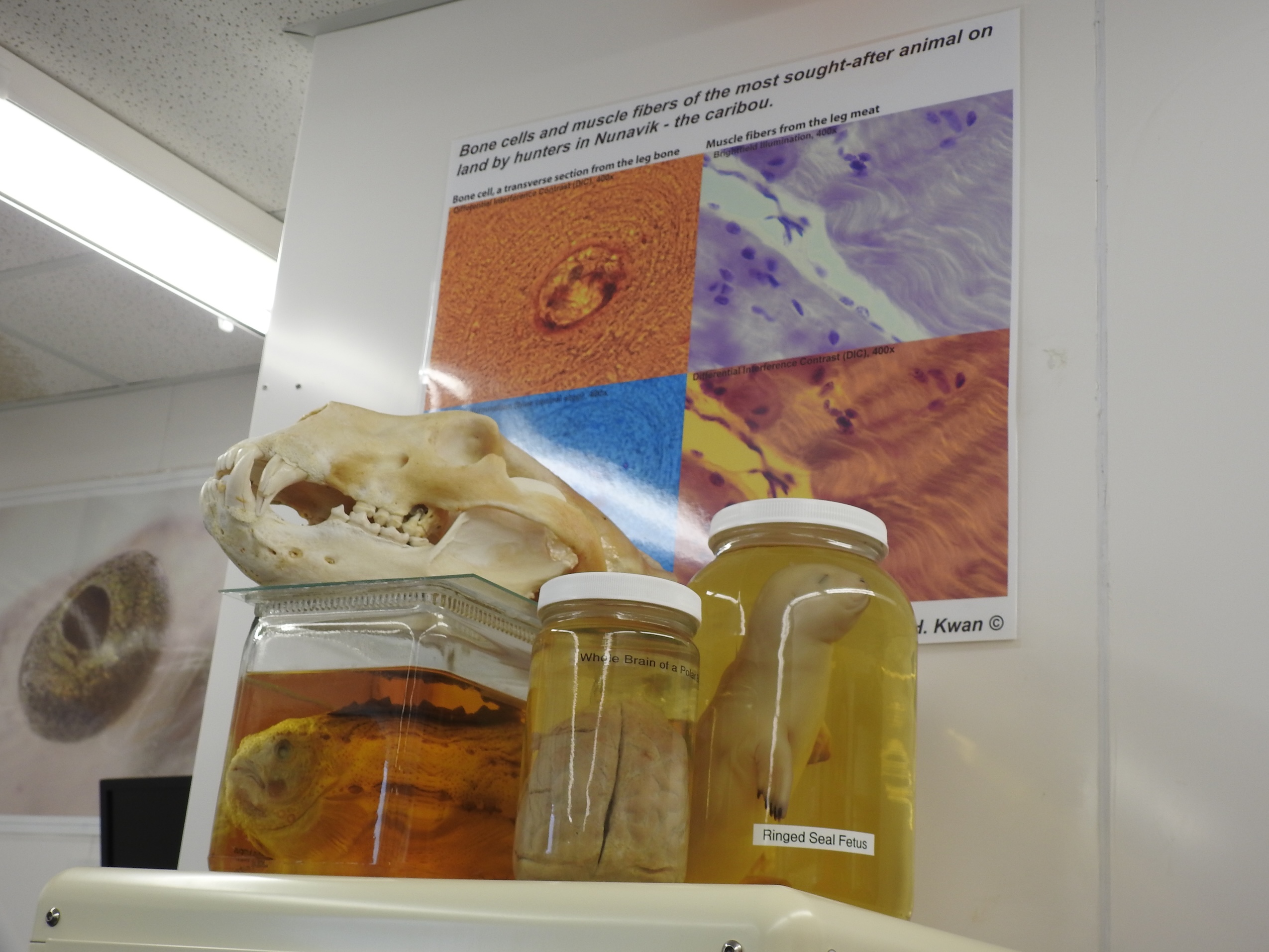 A collection of preserved Arctic animals and animal remains, in jars and on a shelf.