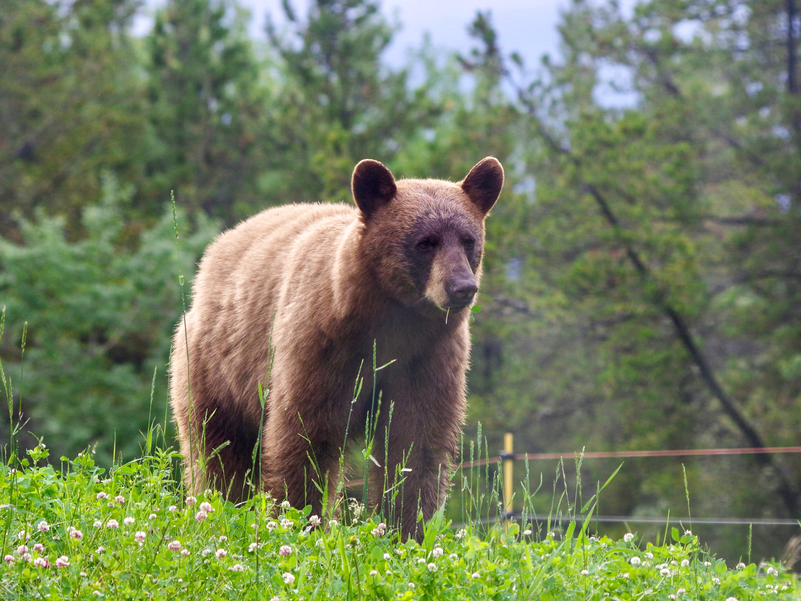 A bear stands on a field of grasses, with a fence and trees behind it.