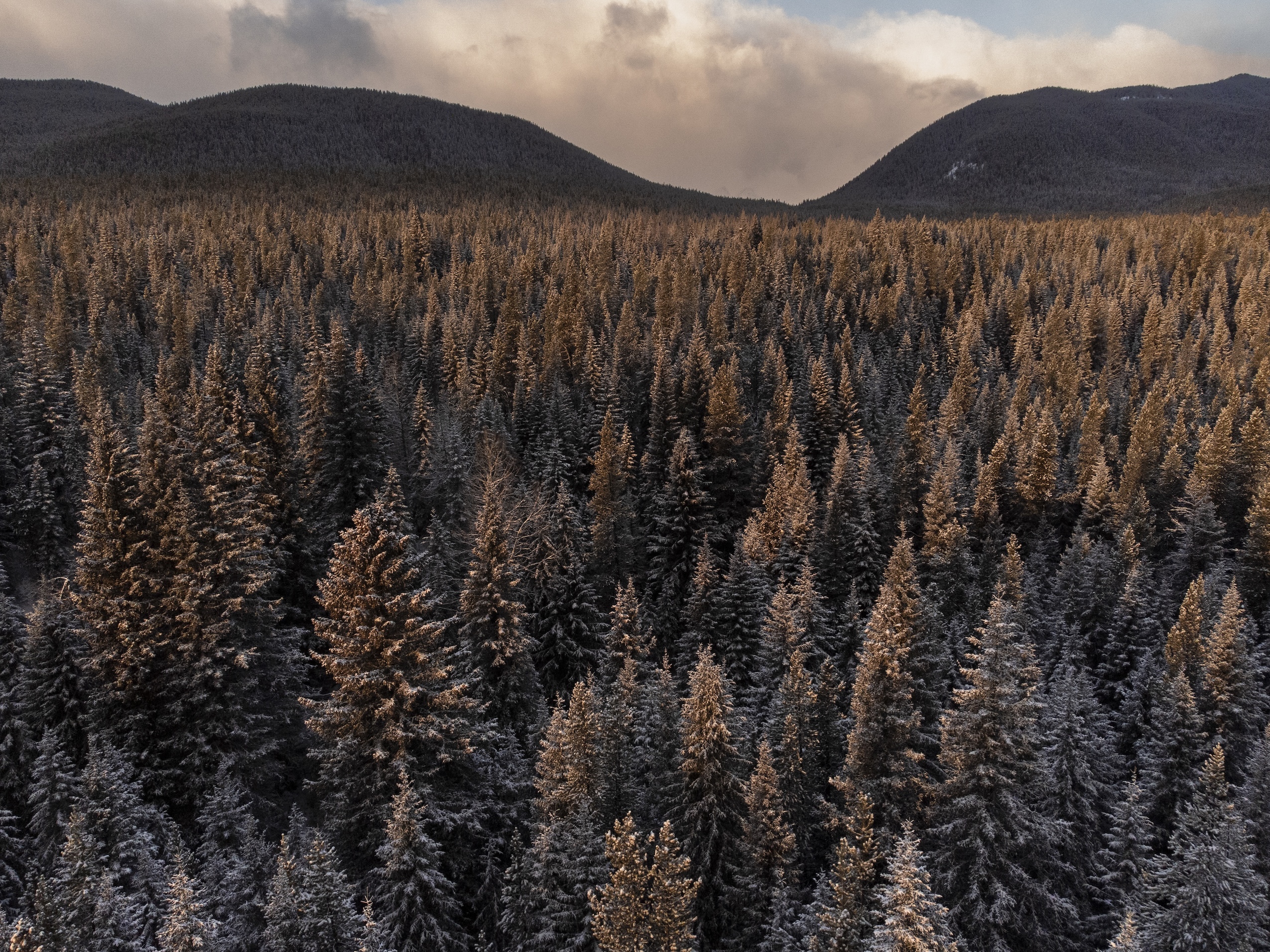 A forest of treetops touched by rising sunlight, with a mountainside in the distance behind them.