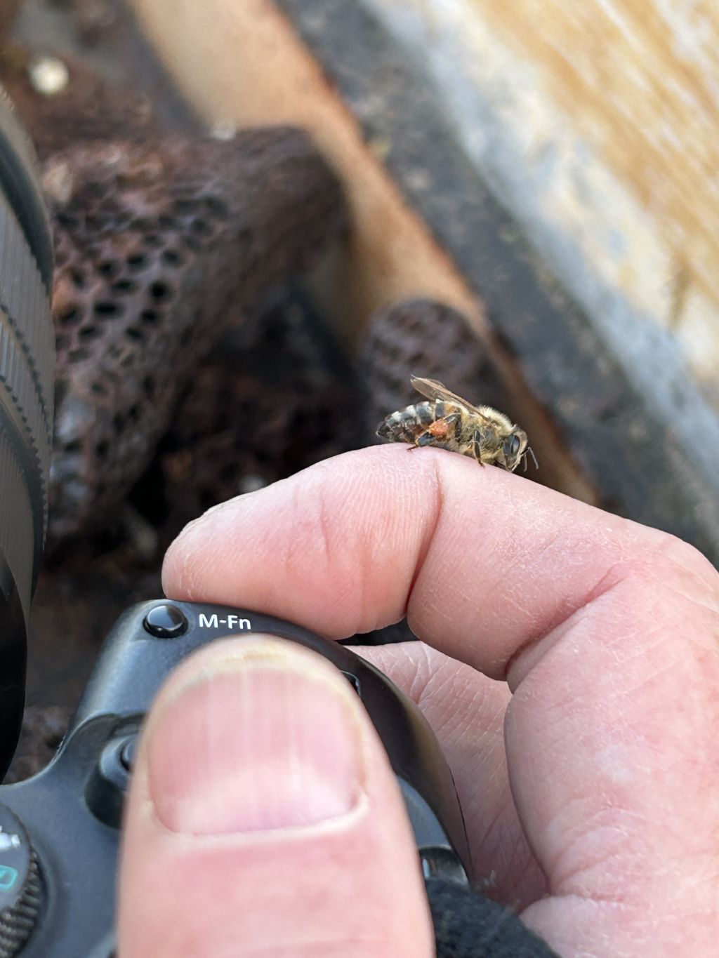 A closeup image of a bee climbing on a person's finger, while the hand is holding a camera.