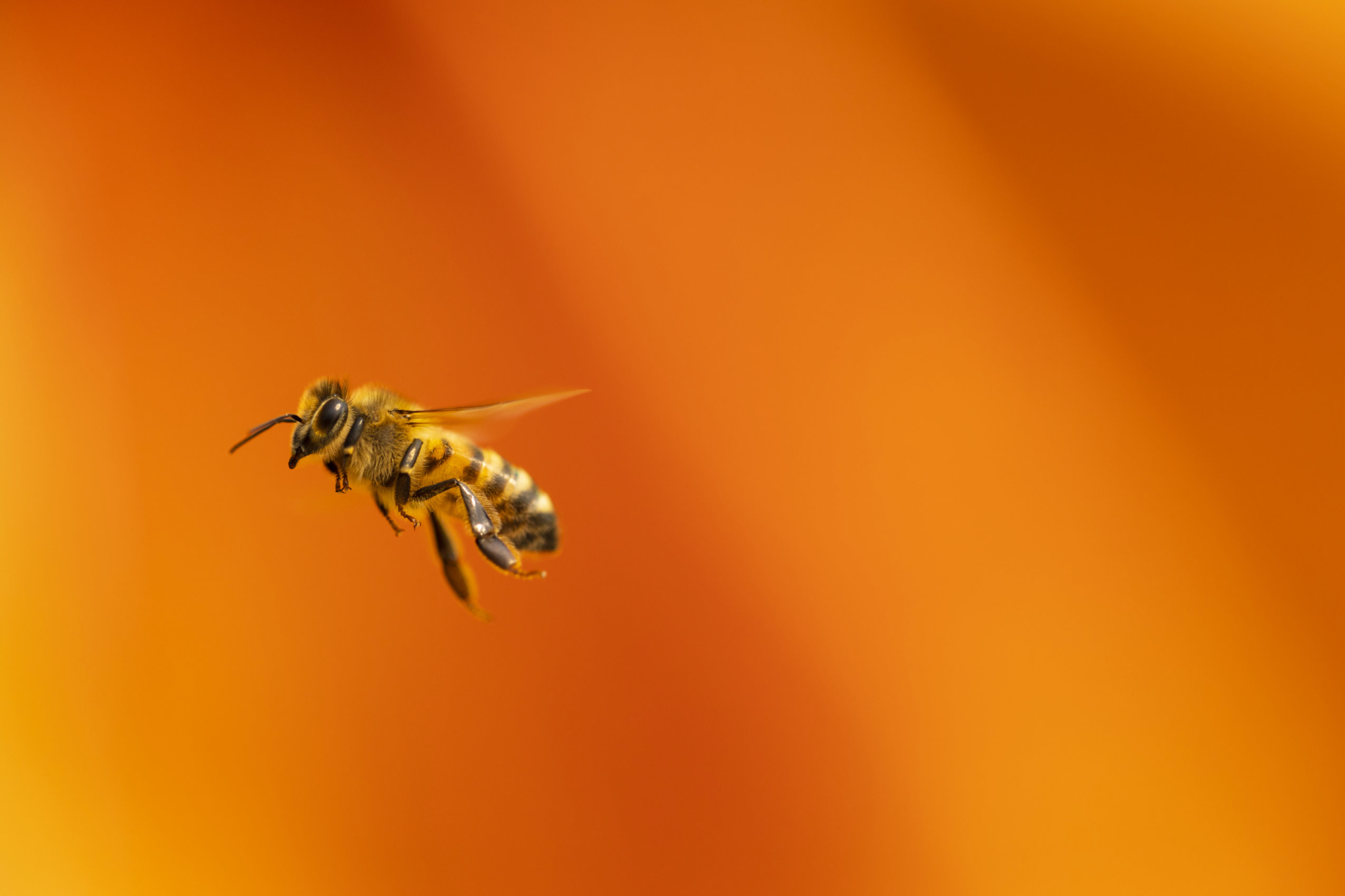 A closeup portrait of a bee flying against a bright orange background.