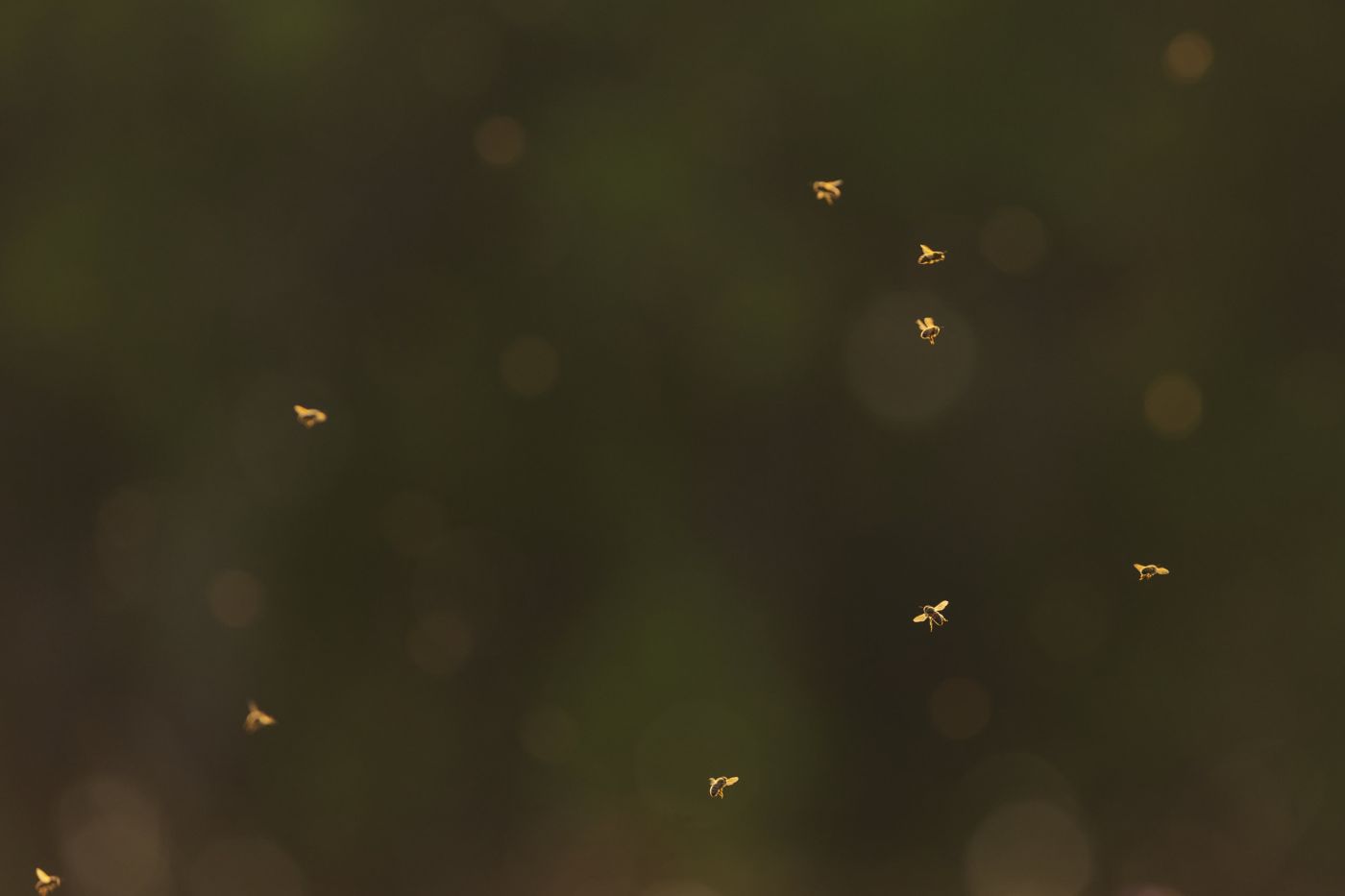 Life with the bees | The Narwhal