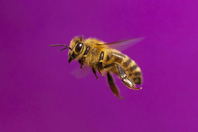 A closeup portrait of a bee flying against a bright purple background.