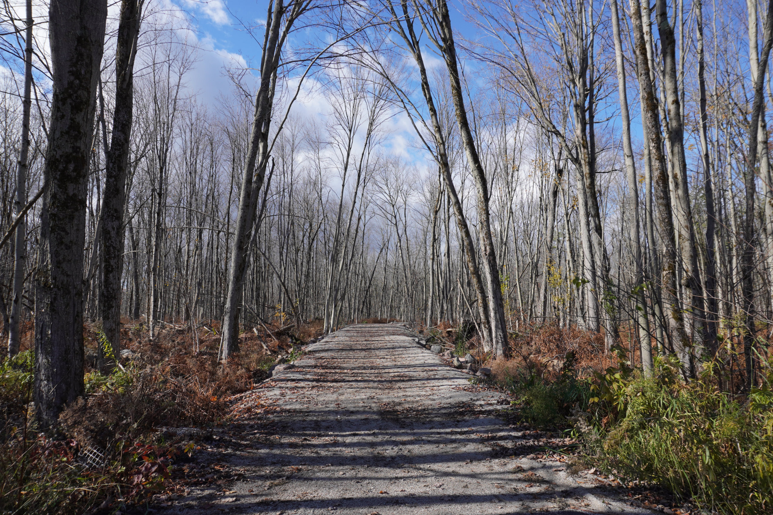 A gravel pathway cuts through a treed wetland.