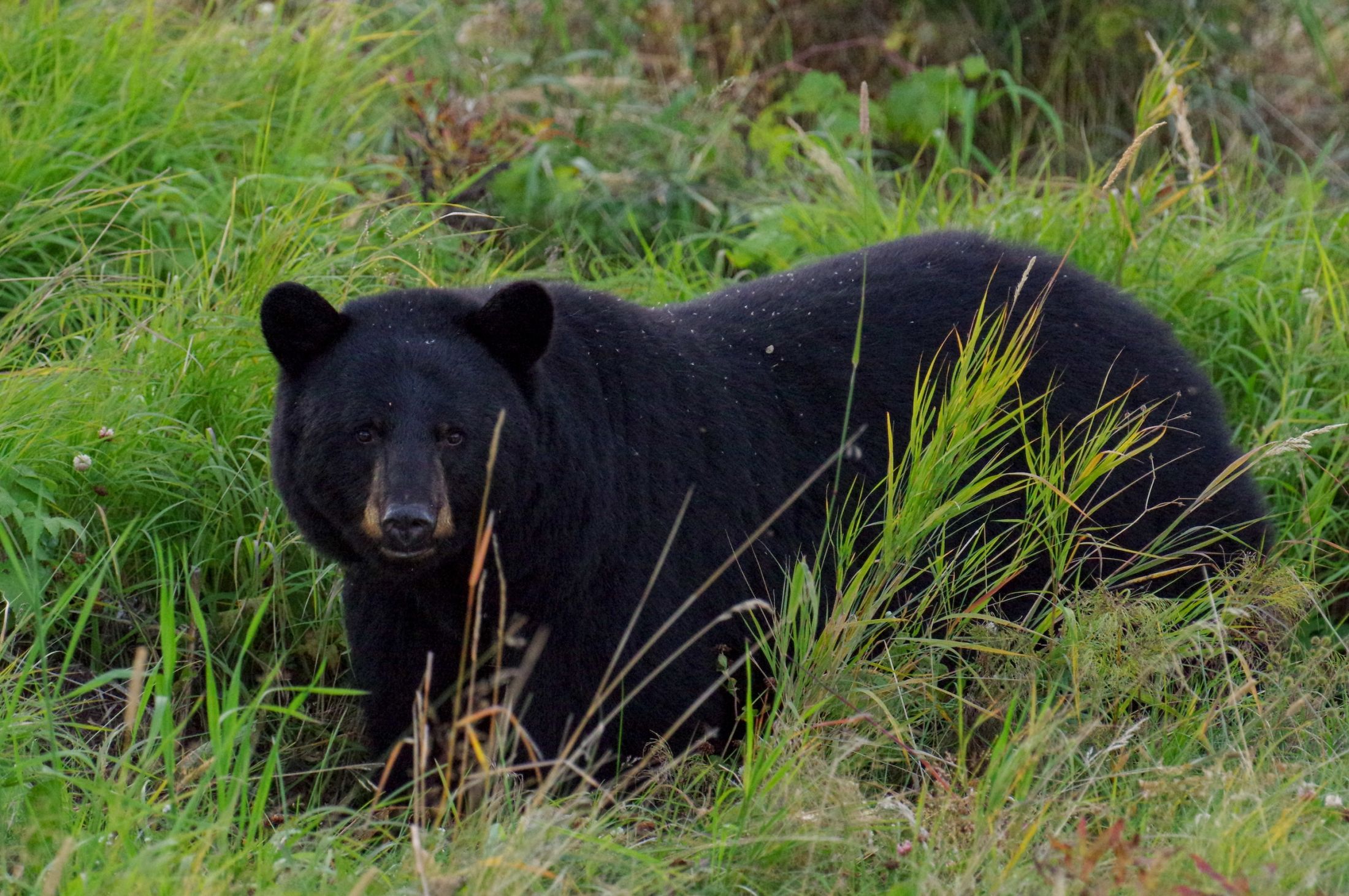 A black bear standing in a grassy field.