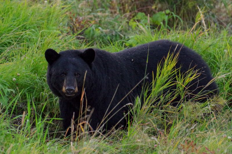 A black bear standing in a grassy field.