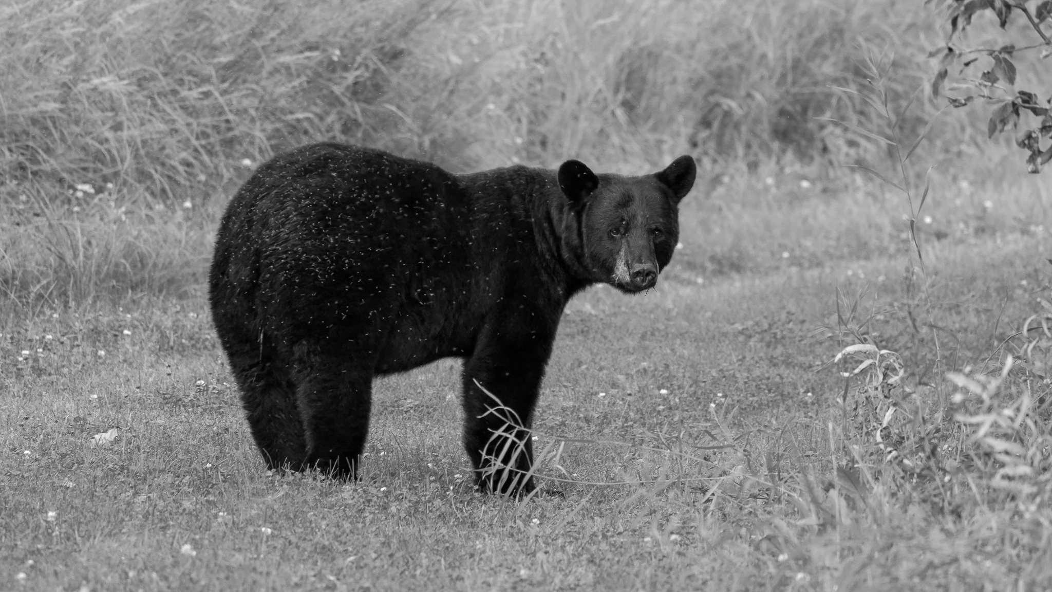 A black-and-white image of a black bear in a field with its head turned to face the camera.