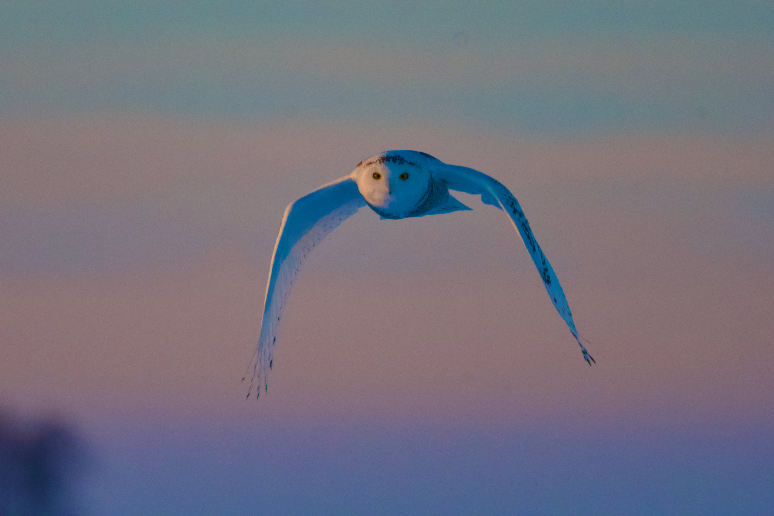 A snowy owl flies under pink and blue skies