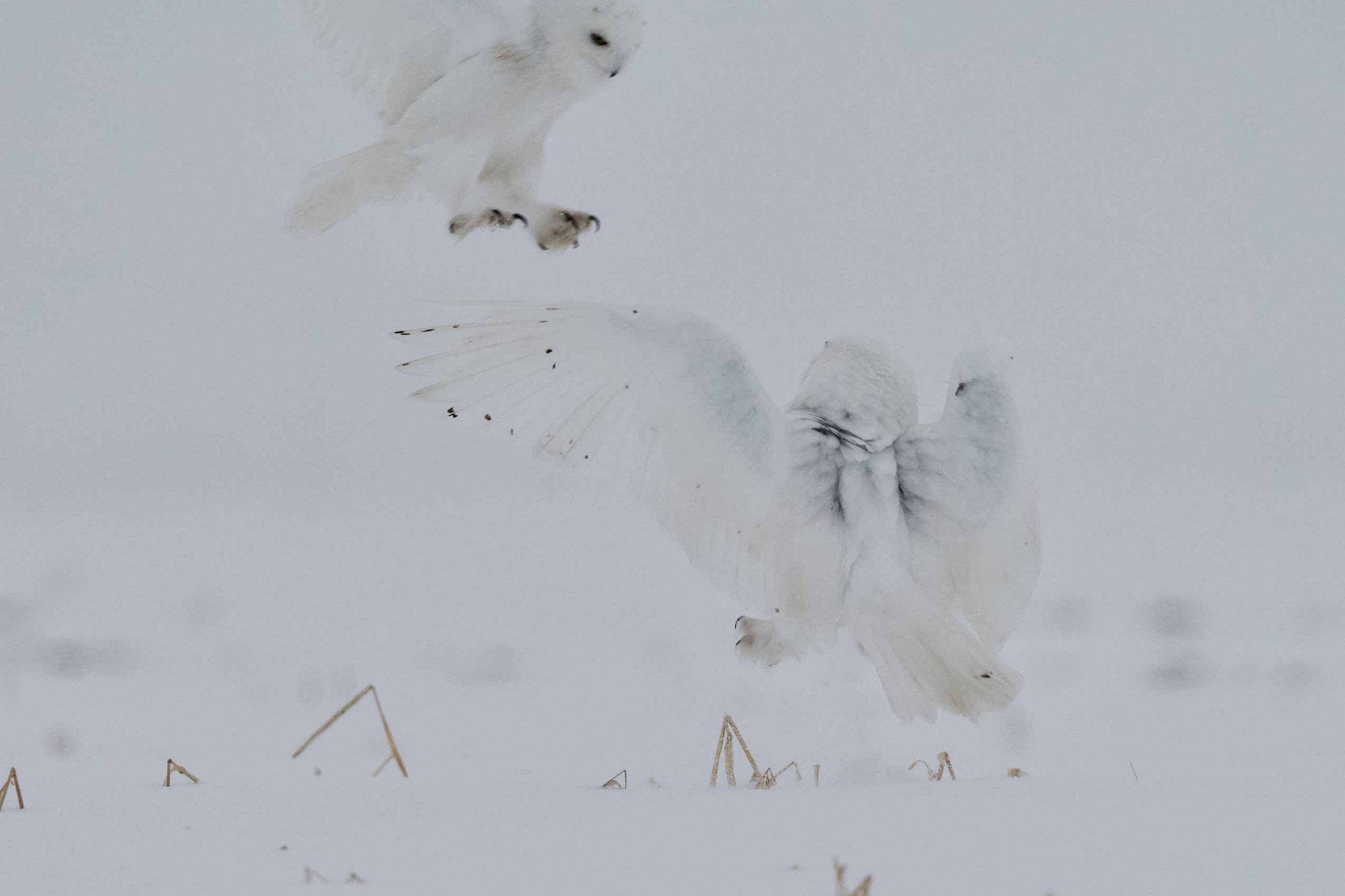 A snowy owl takes off from the ground as another flies above