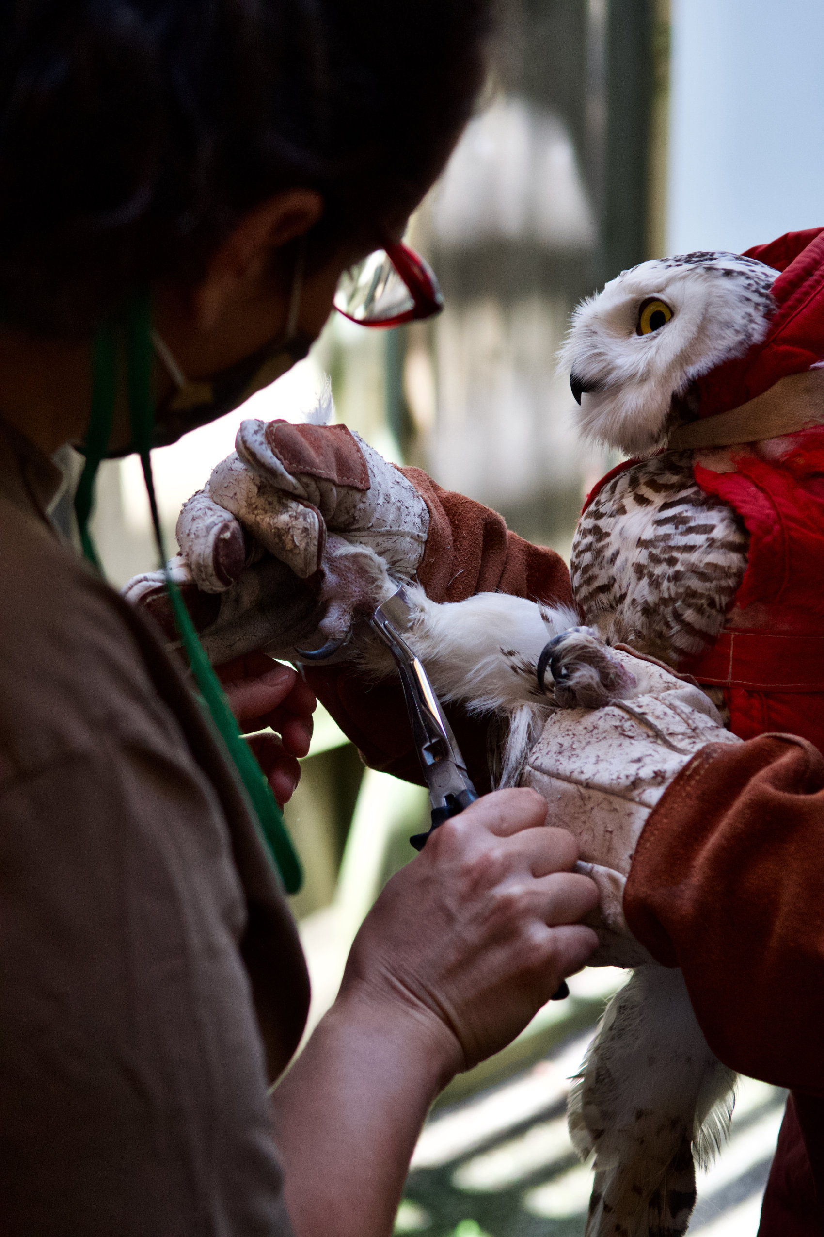 A snowy owl wrapped in a blanket is held by two hands while a person checks its claw