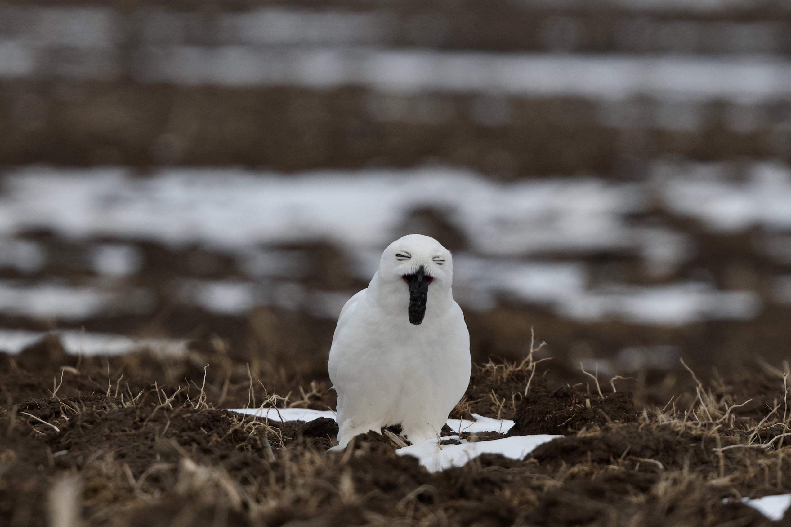A white snowy owl coughs up a black pellet