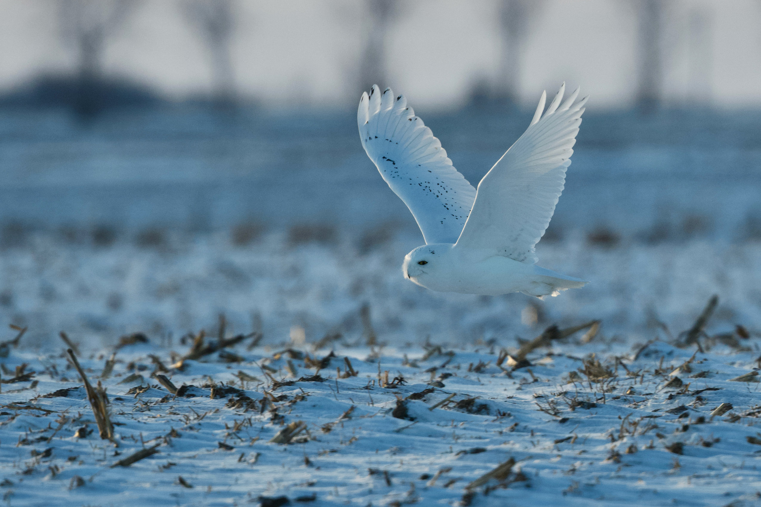 A snowy owl flies low over snowy ground