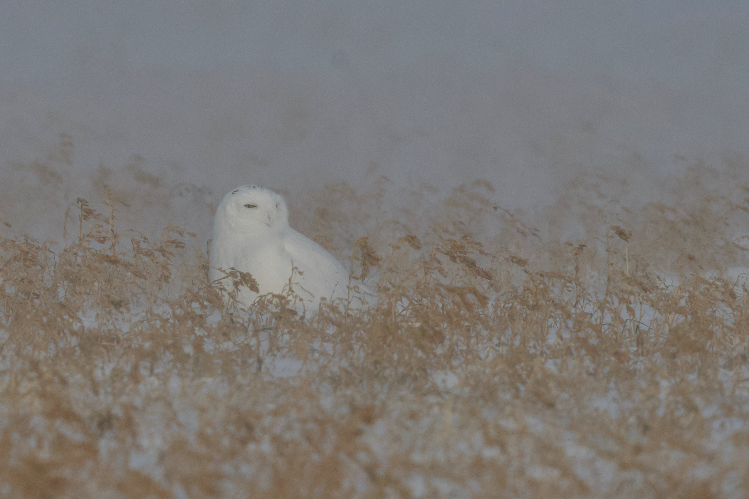 A snowy owl sits on snowy ground with brown grasses around it