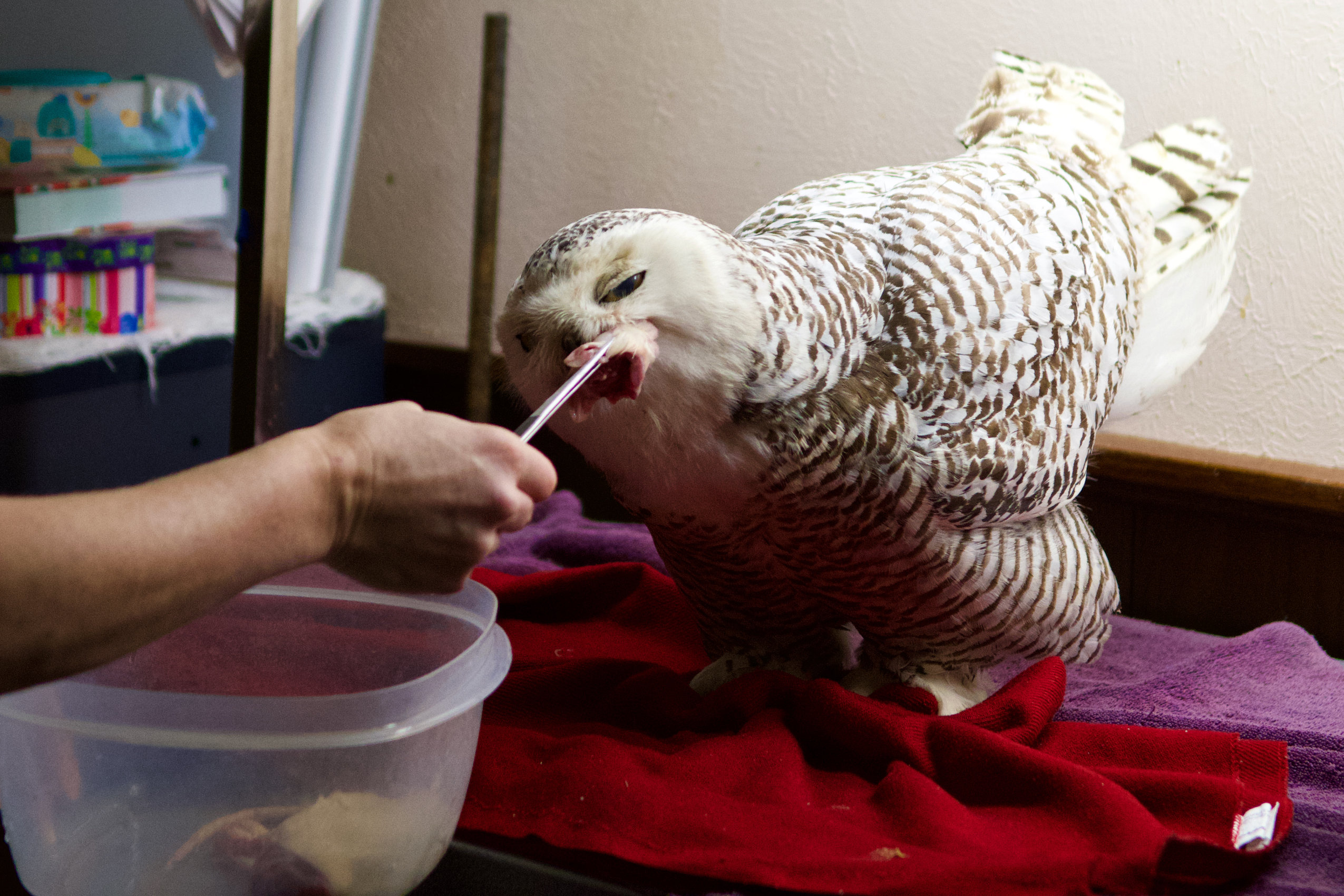 A young snowy owl is fed from tongs indoors