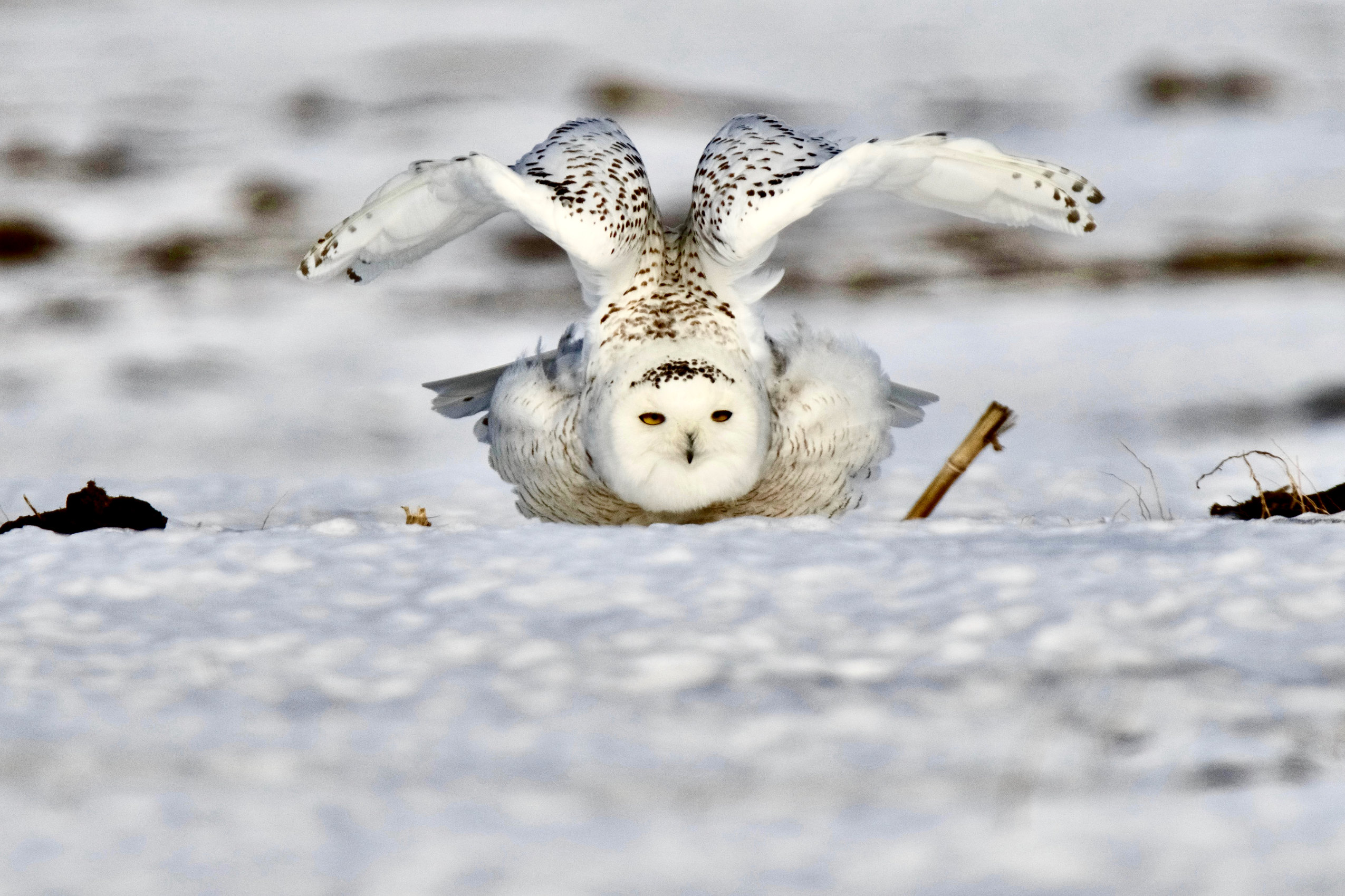 A snowy owl flies low over snowy ground