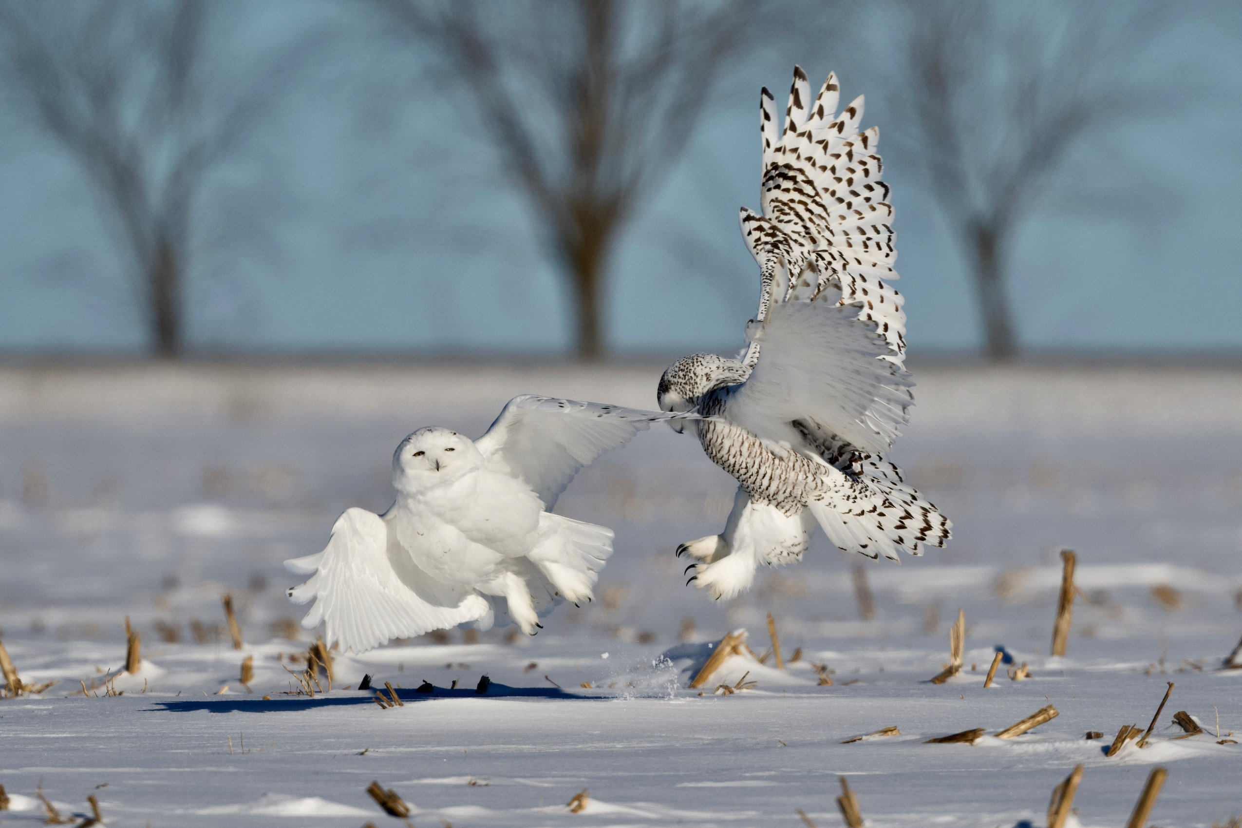 One snowy owl flies up from the ground while another flaps its wings above