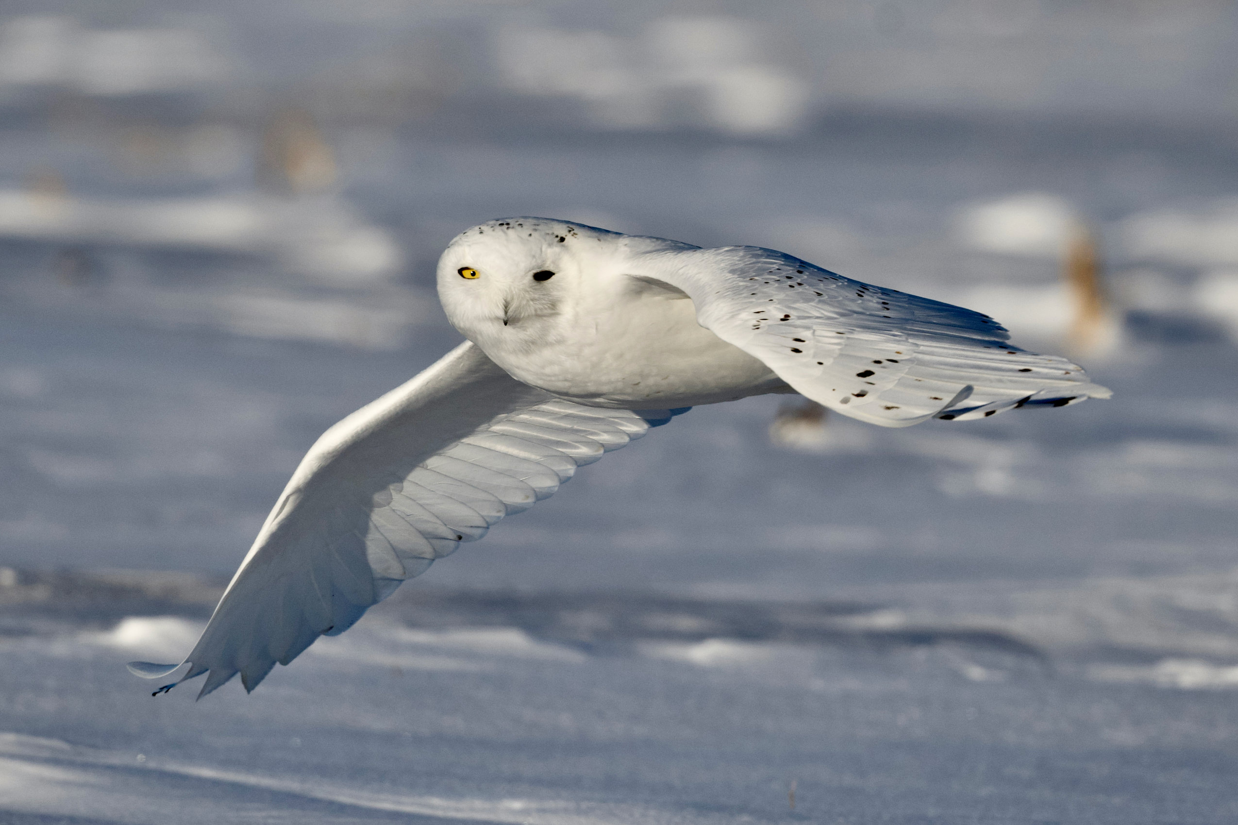A snowy owl flies low over snowy ground