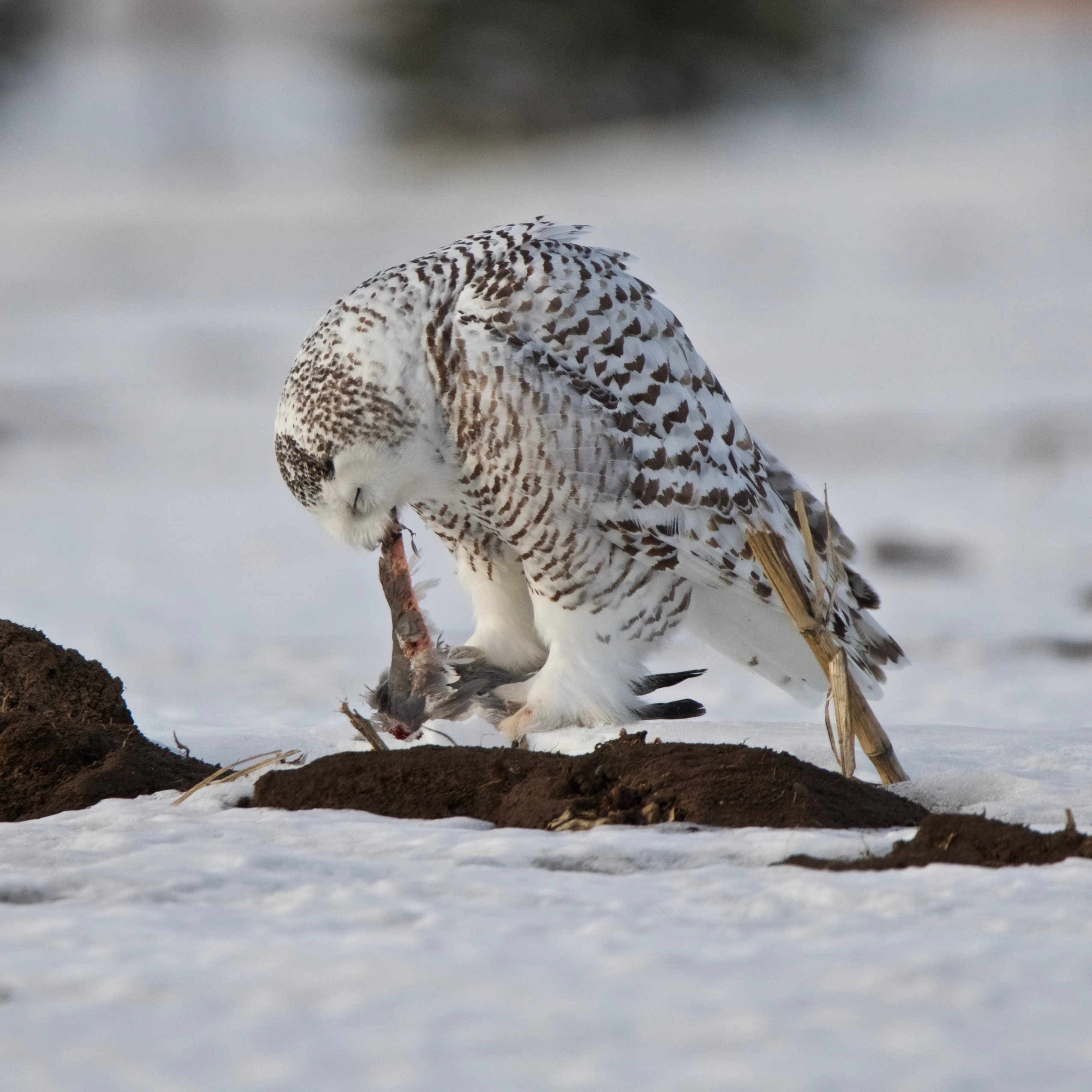 A snowy owl stands on the ground, hunched over a small bird it's eating