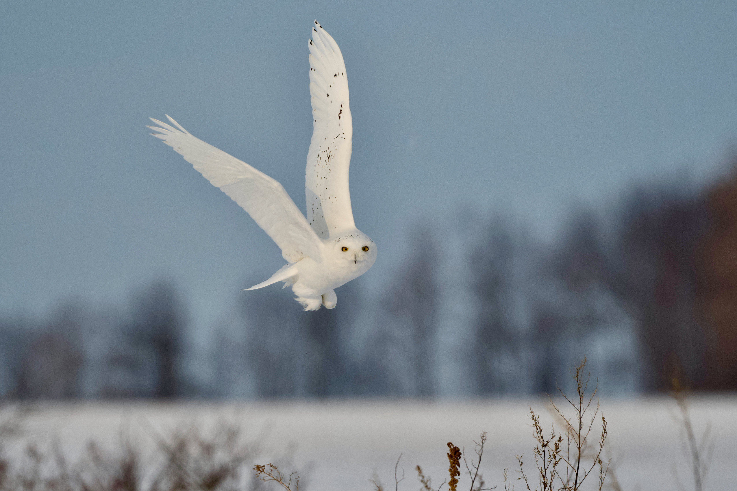 A snowy owl flies low over snowy ground