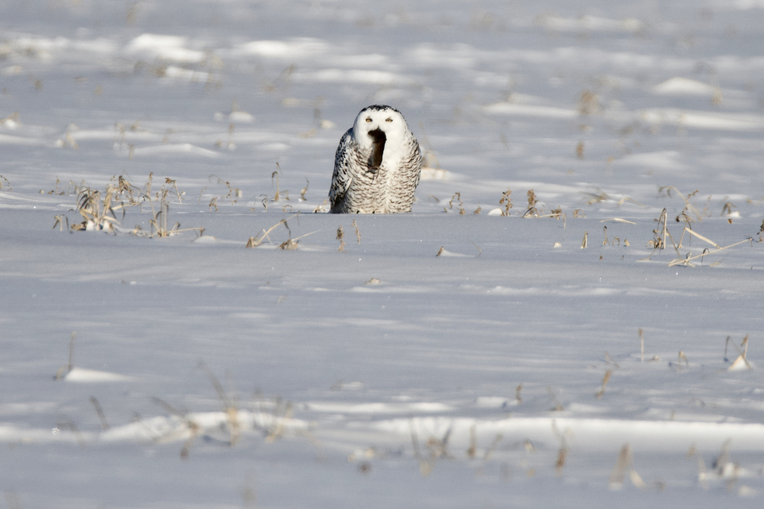 A snowy owl sits in a field eating a rodent