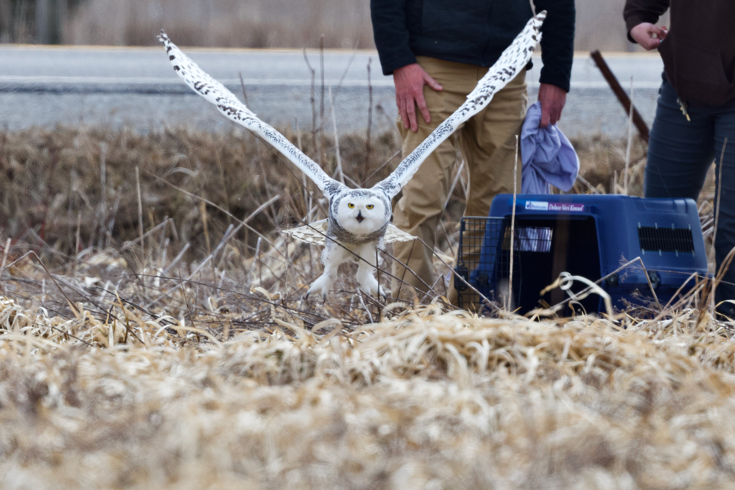 A snowy owl flies low out of an open cage, above brown grass
