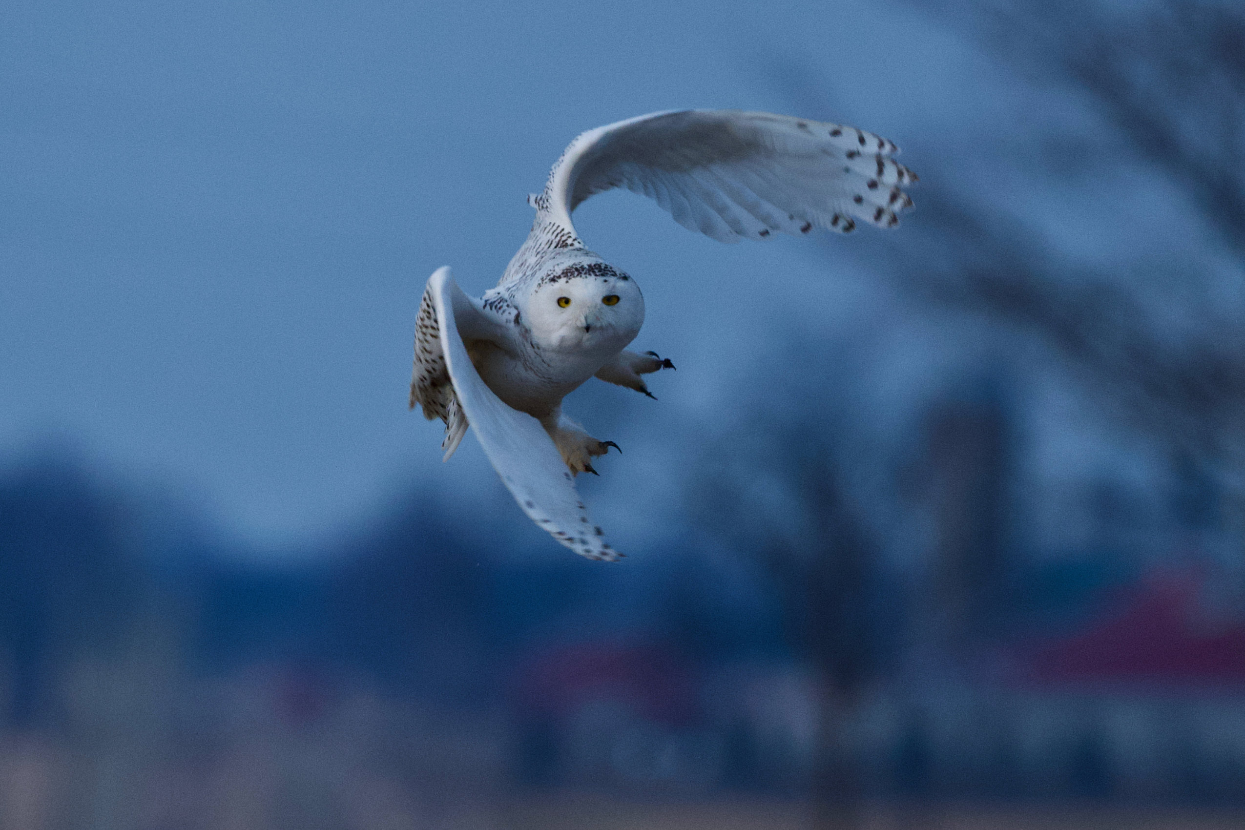 A snowy owl flies low over snowy ground