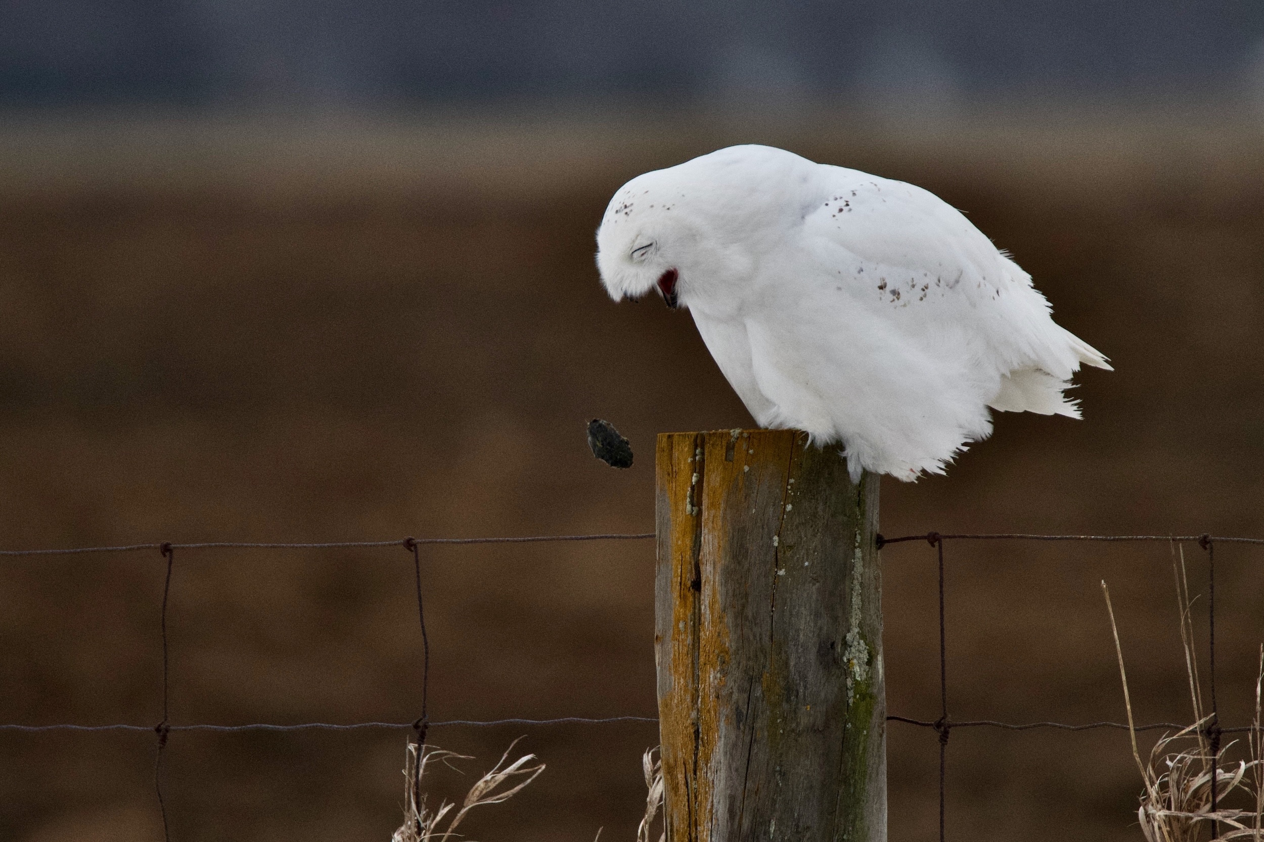 A white snowy owl coughs up a pellet of the undigestible parts of its food, seated on a fence post