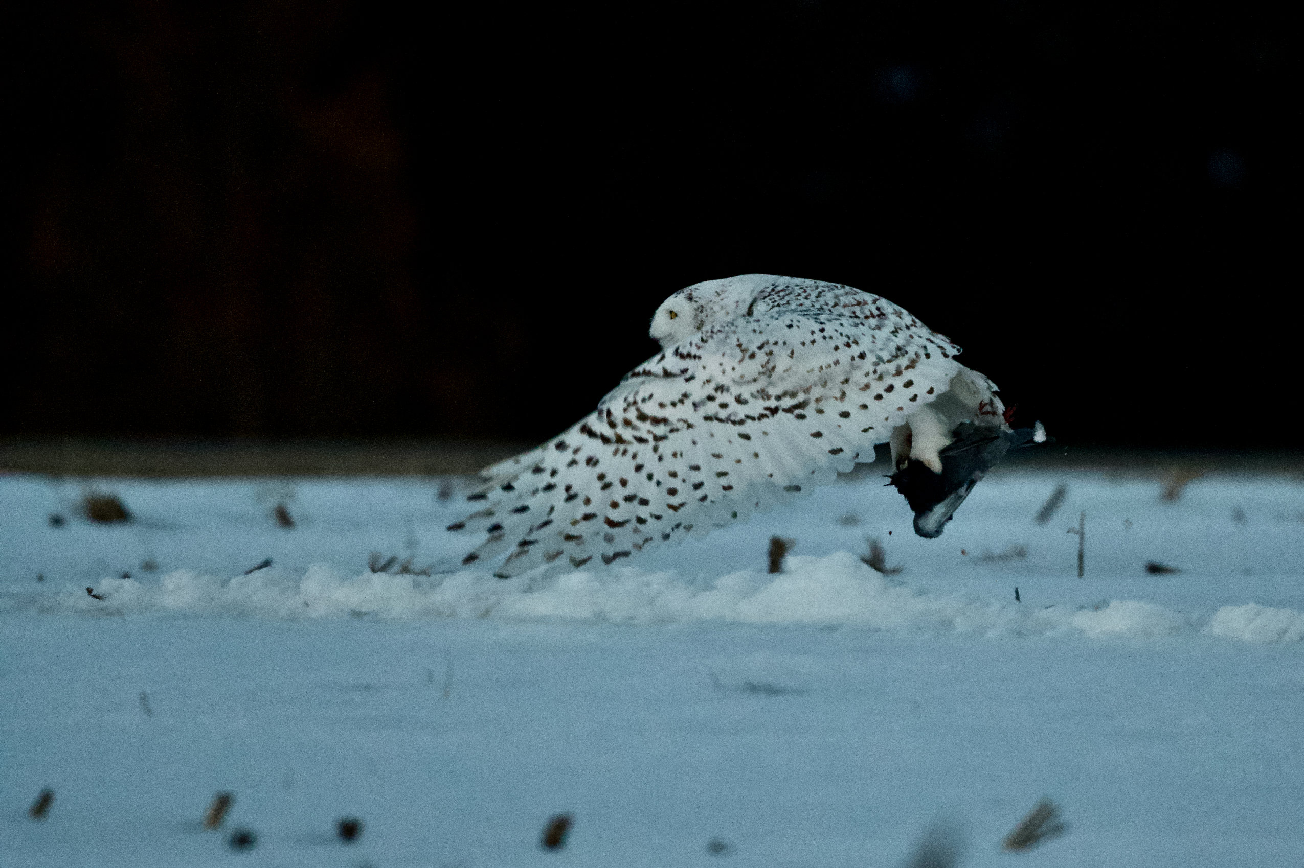 A snowy owl flies with a rodent in its claws