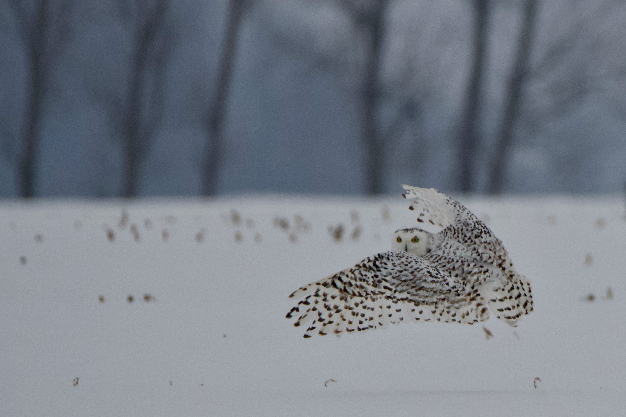 A snowy owl with brown markings on its wings flies away from the camera, glancing back