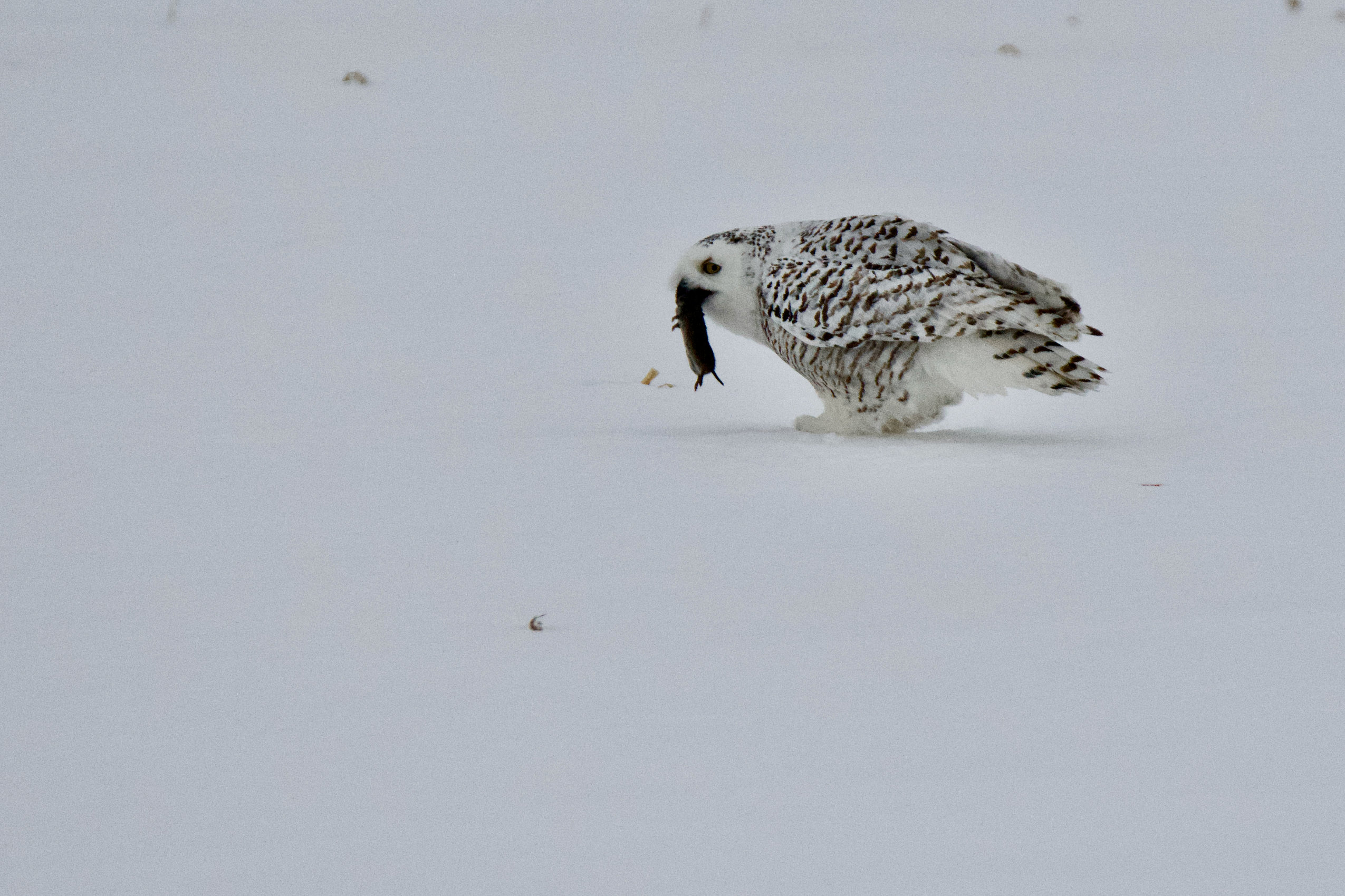 A snowy owl with. brown markings on its wings eats a rodent