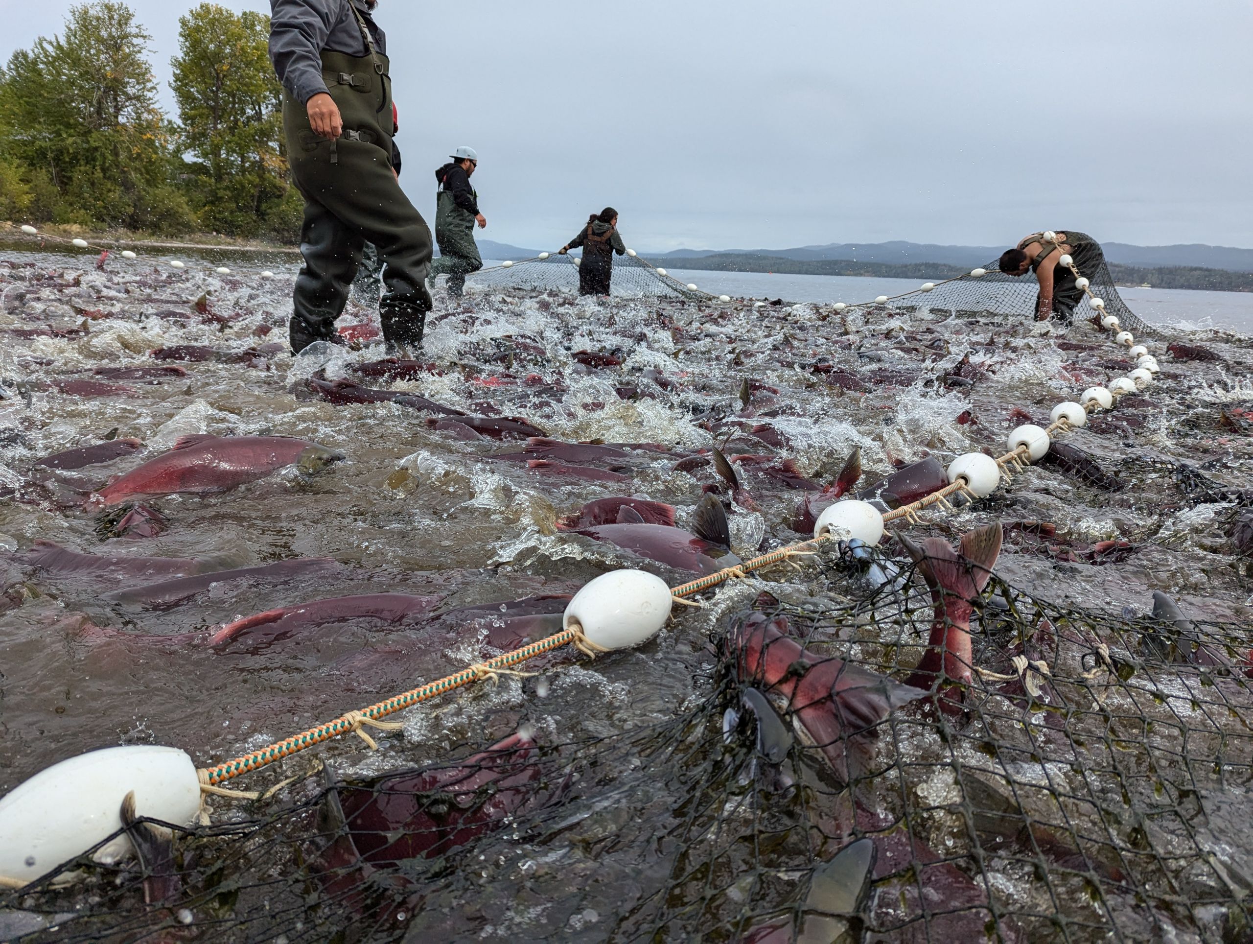 B.C. salmon leap from the Fraser River, the camera low over the water. They are bright-red against grey water. People are visible standing knee-deep in the water, surrounded by a large net to catch fish. It's an overcast day.