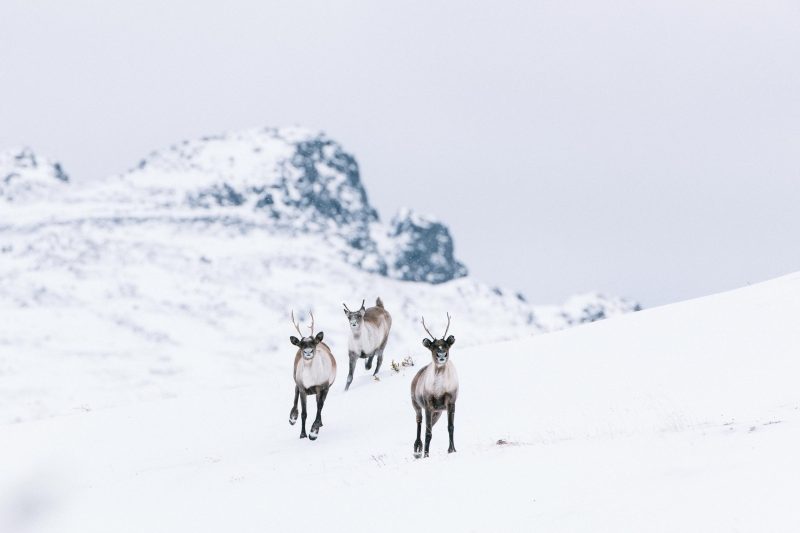 three caribou run in the snowy mountains of northern bc