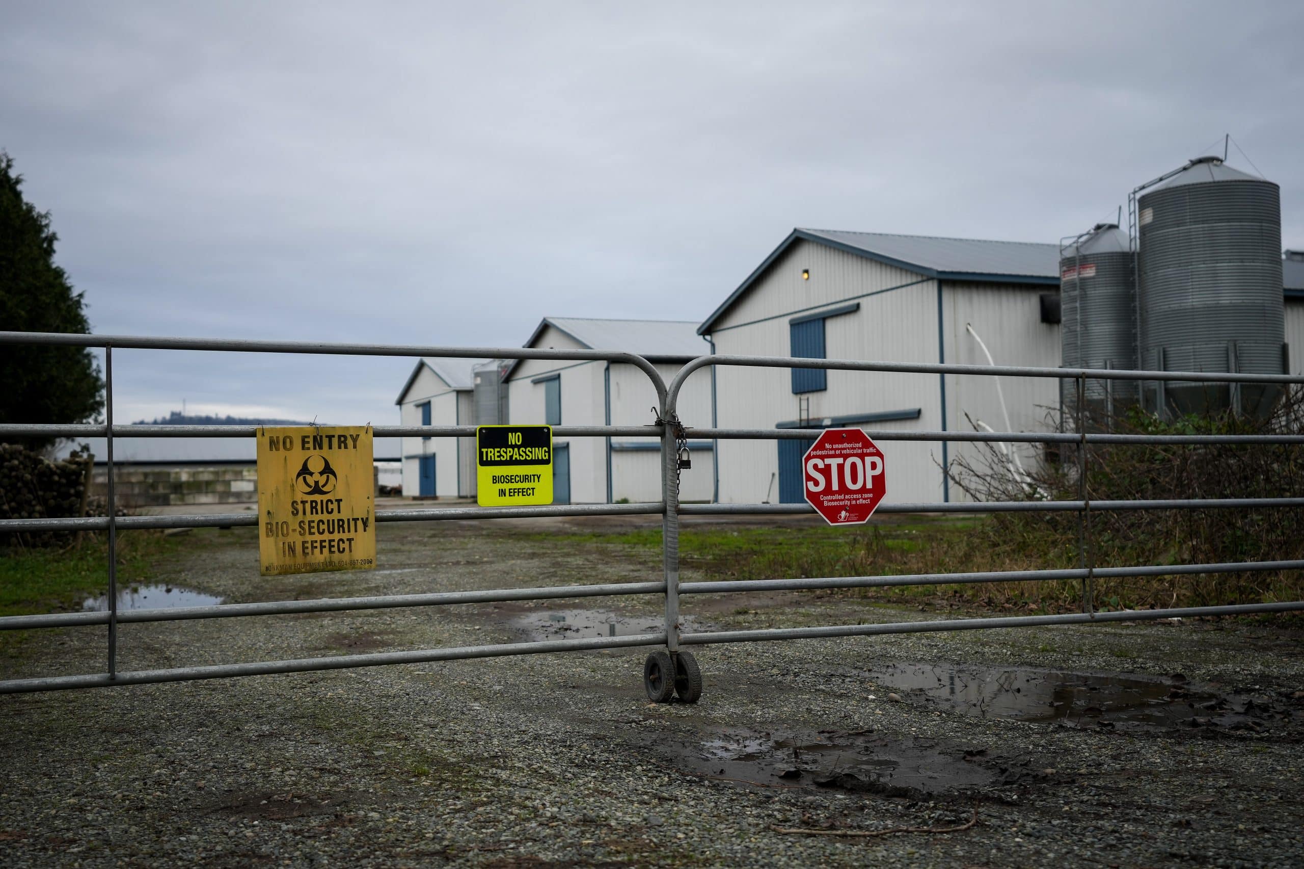 a photo of a steel gate at a farm with a stop sign and a yellow sign that says no entry, strict bio-security in effect