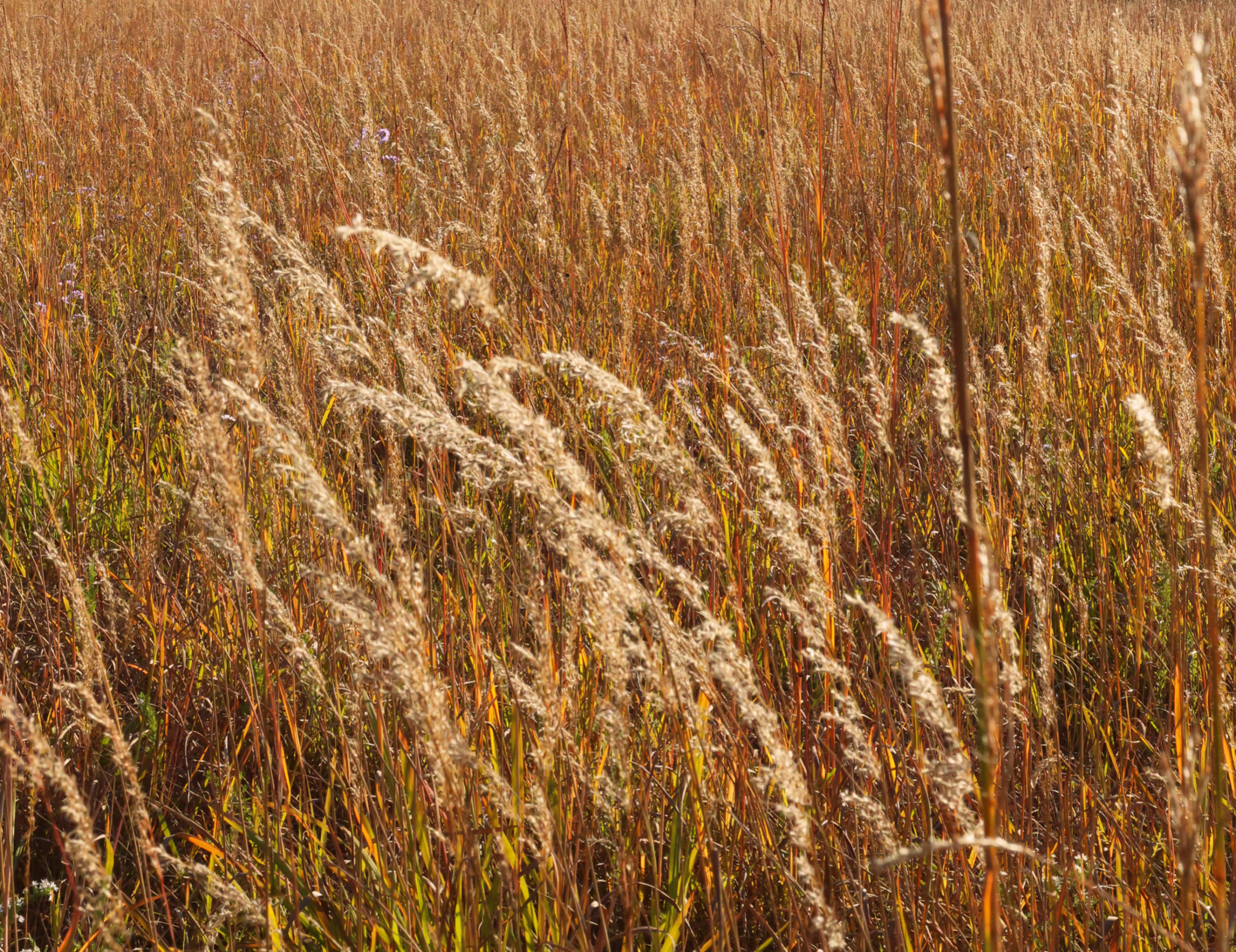 A close up of the wispy, golden, Tall Grass Prairie at the Black Oak Savanna’s Prairie Day on Friday, October 3, 2025.