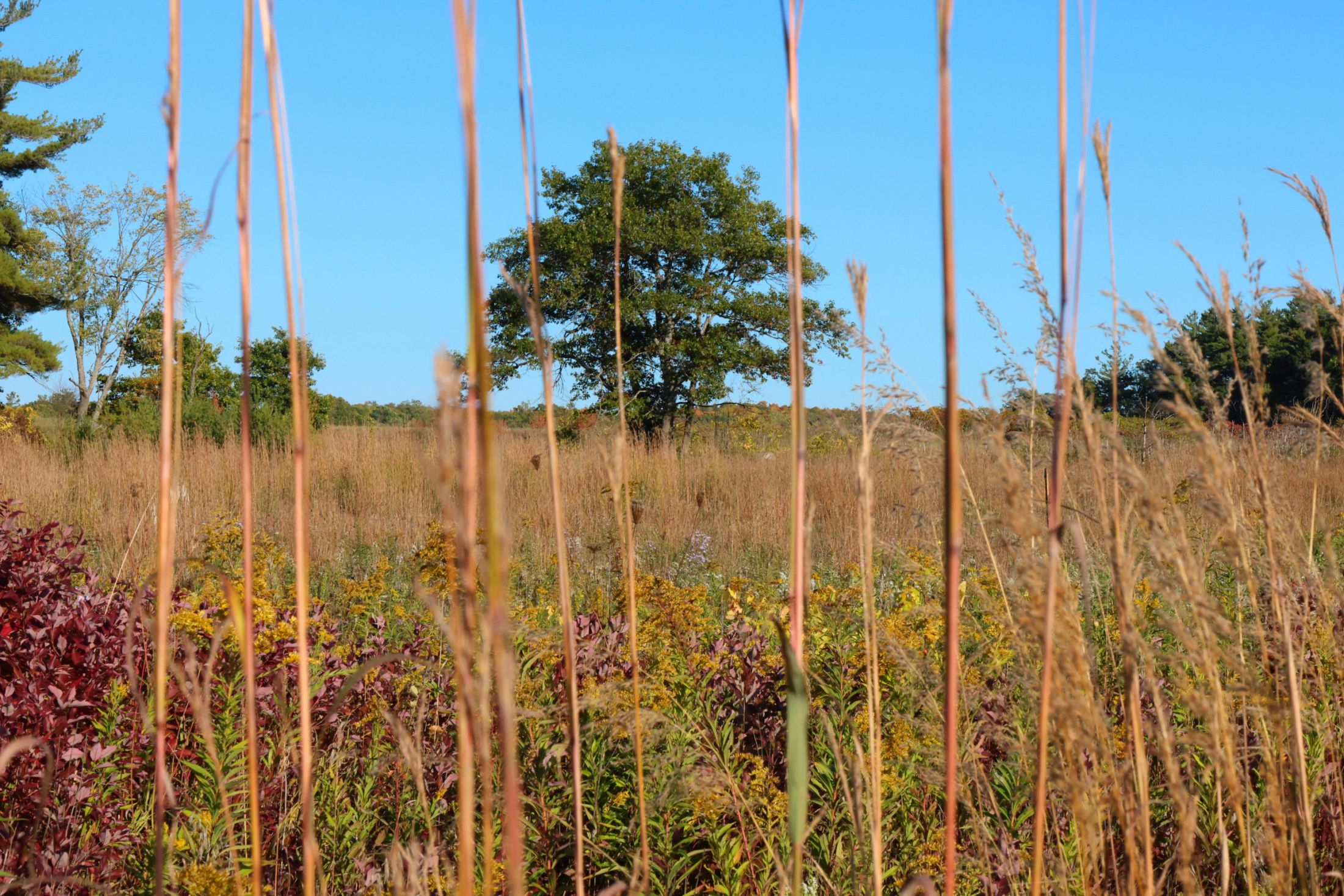 A lone green tree seen through the silhouettes of tallgrass at the Alderville Black Oak Savanna during Prairie Day on October 3, 2025.