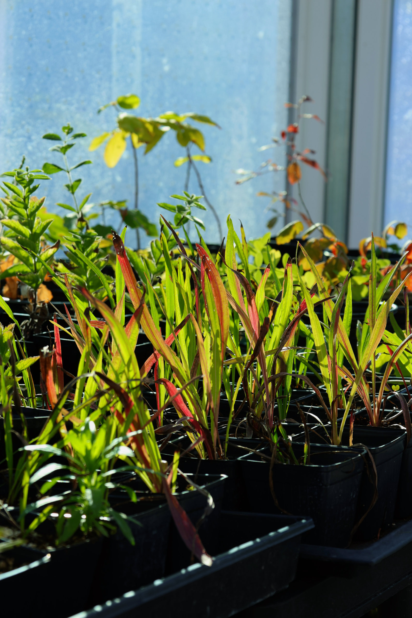 A group of small plants sitting in front of the nursery window at the Alderville Black Oak Savanna during their prairie day on October 3, 2025.