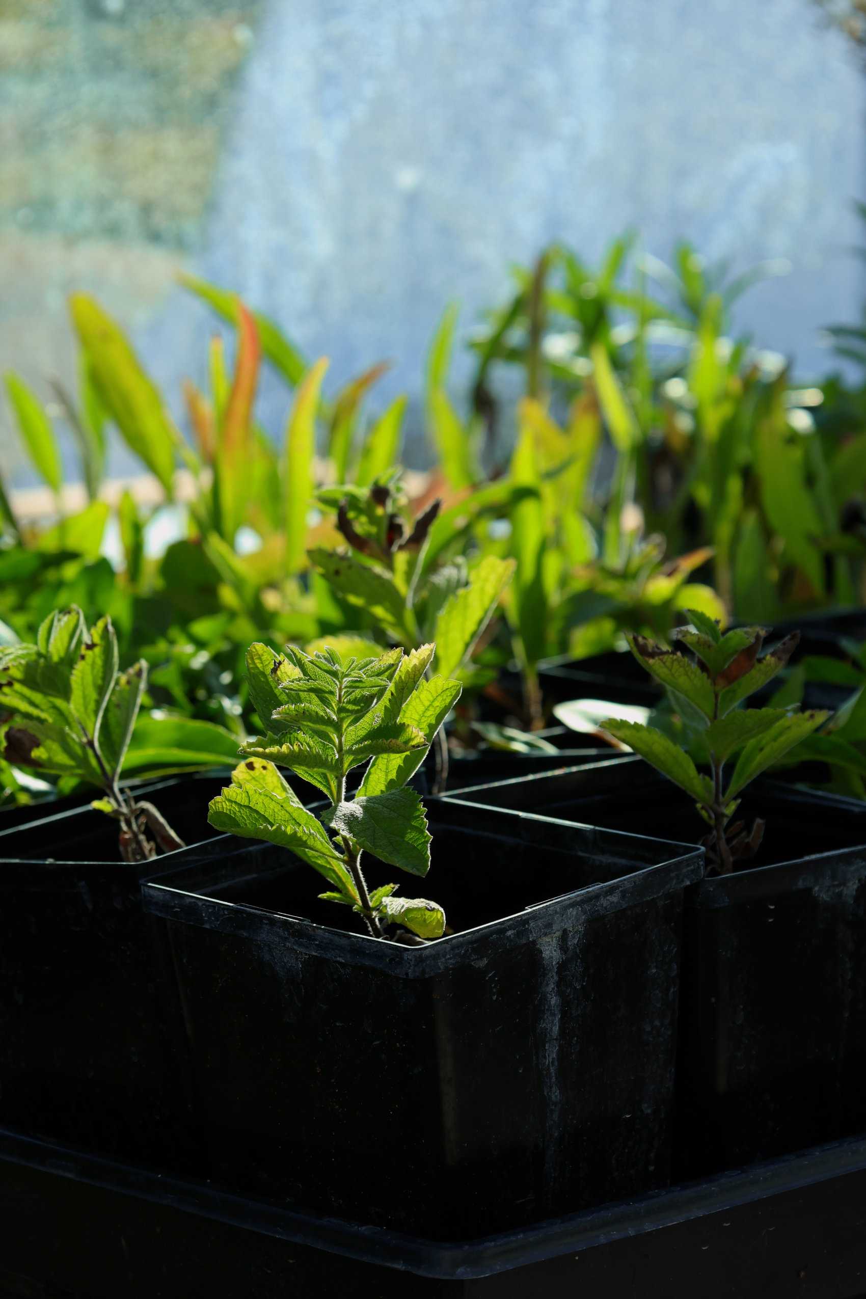 A group of small plants sitting in front of the nursery window at the Alderville Black Oak Savanna during their prairie day on October 3, 2025.