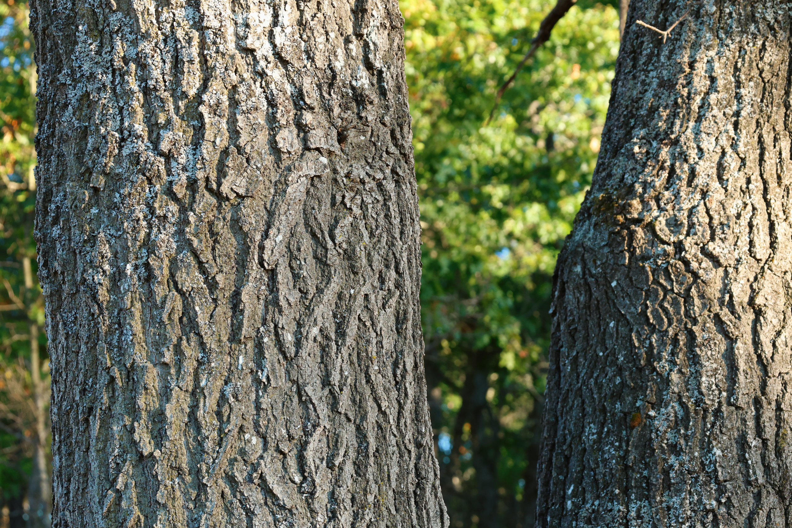 The split trunk of a black oak savanna tree. This photo was taken during a guided tour during the Alderville Black Oak Savanna’s 2025 Prairie Day on October 3, 2025.