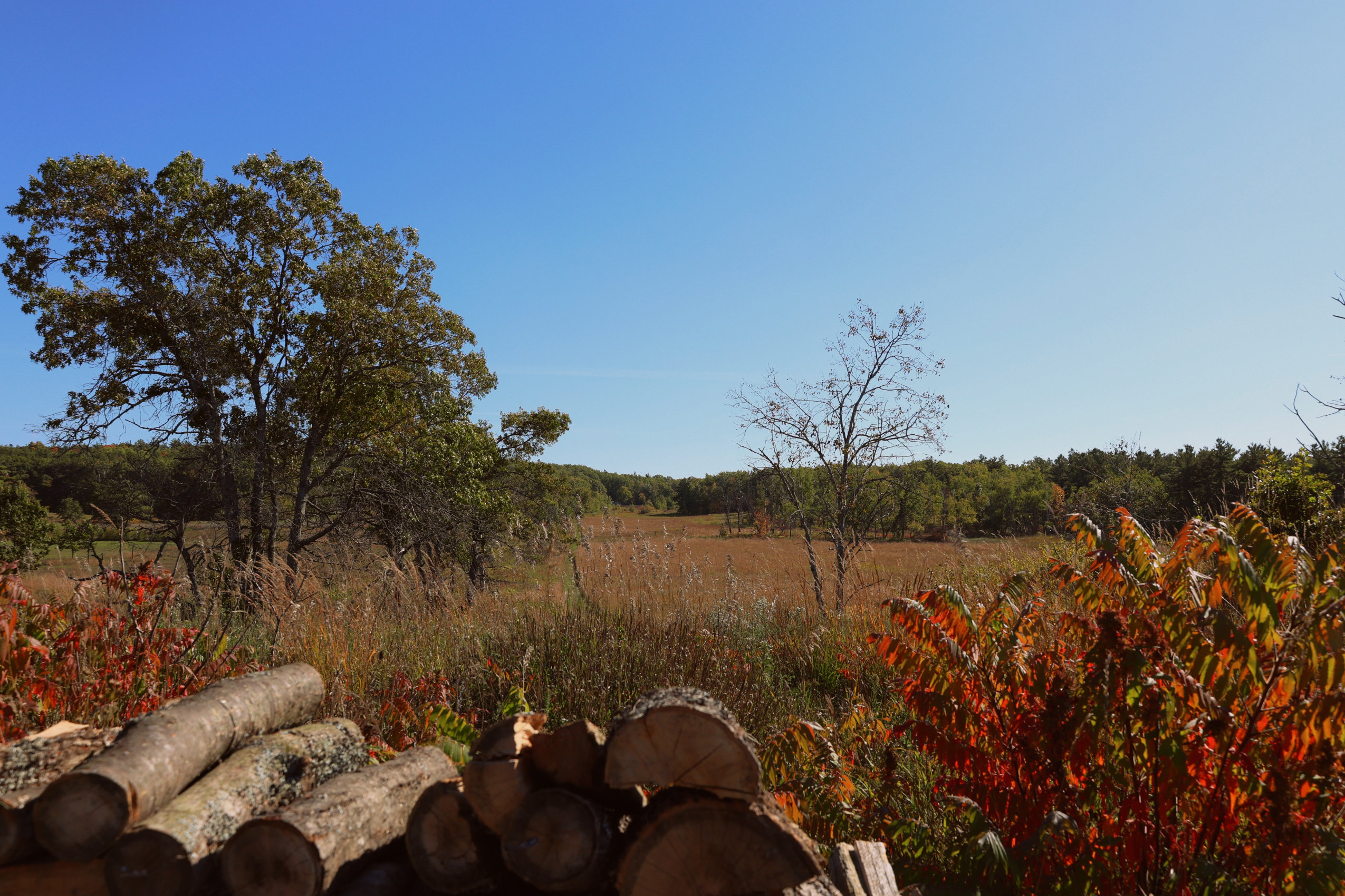 A pile of logs on top of a hill that overlooks the tallgrass prairie at the Alderville Black Oak Savanna during Prairie Day on October 3, 2025.