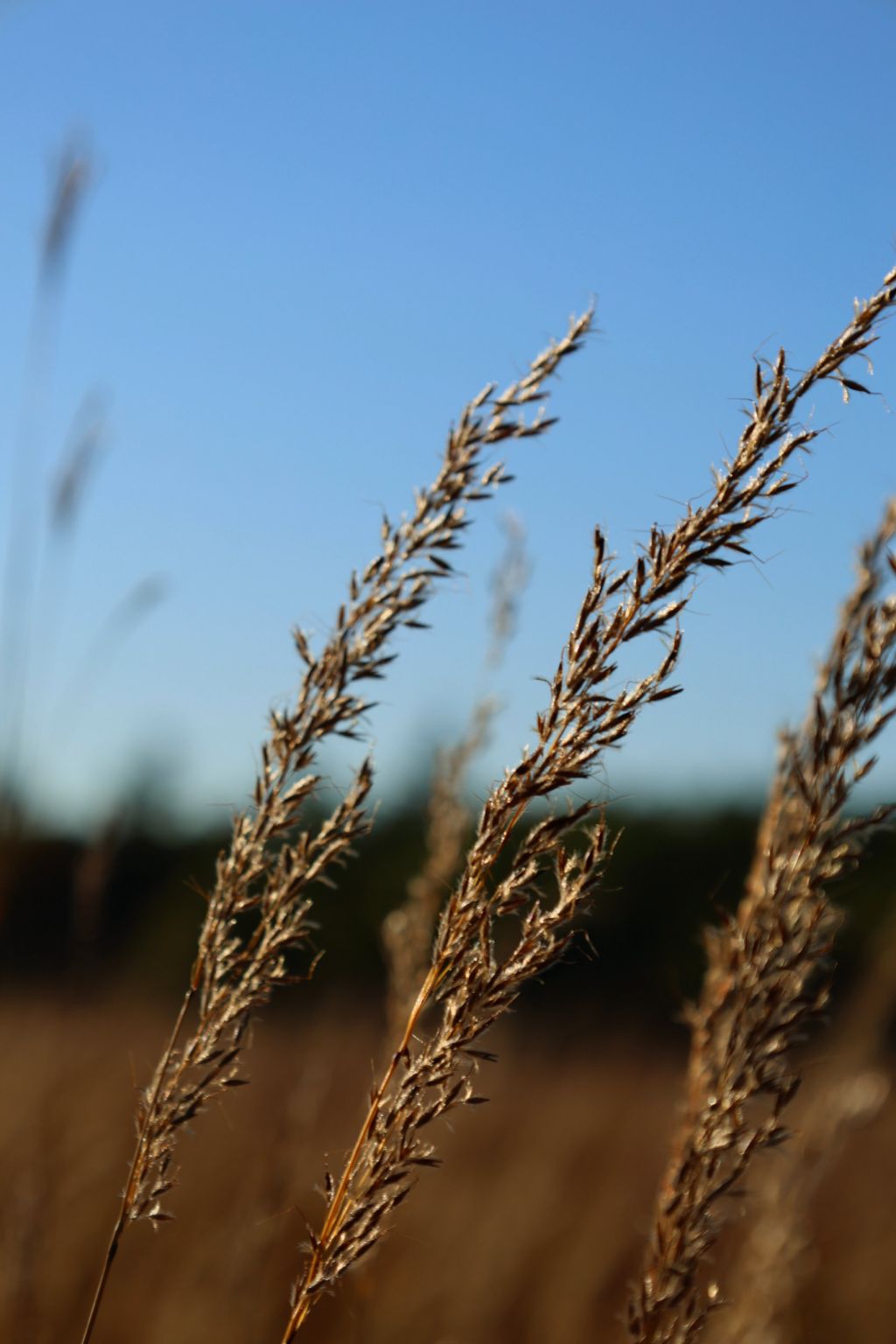 A close up of the golden tall grasses at the Alderville Black Oak Savanna during Prairie Day on October 3, 2025.