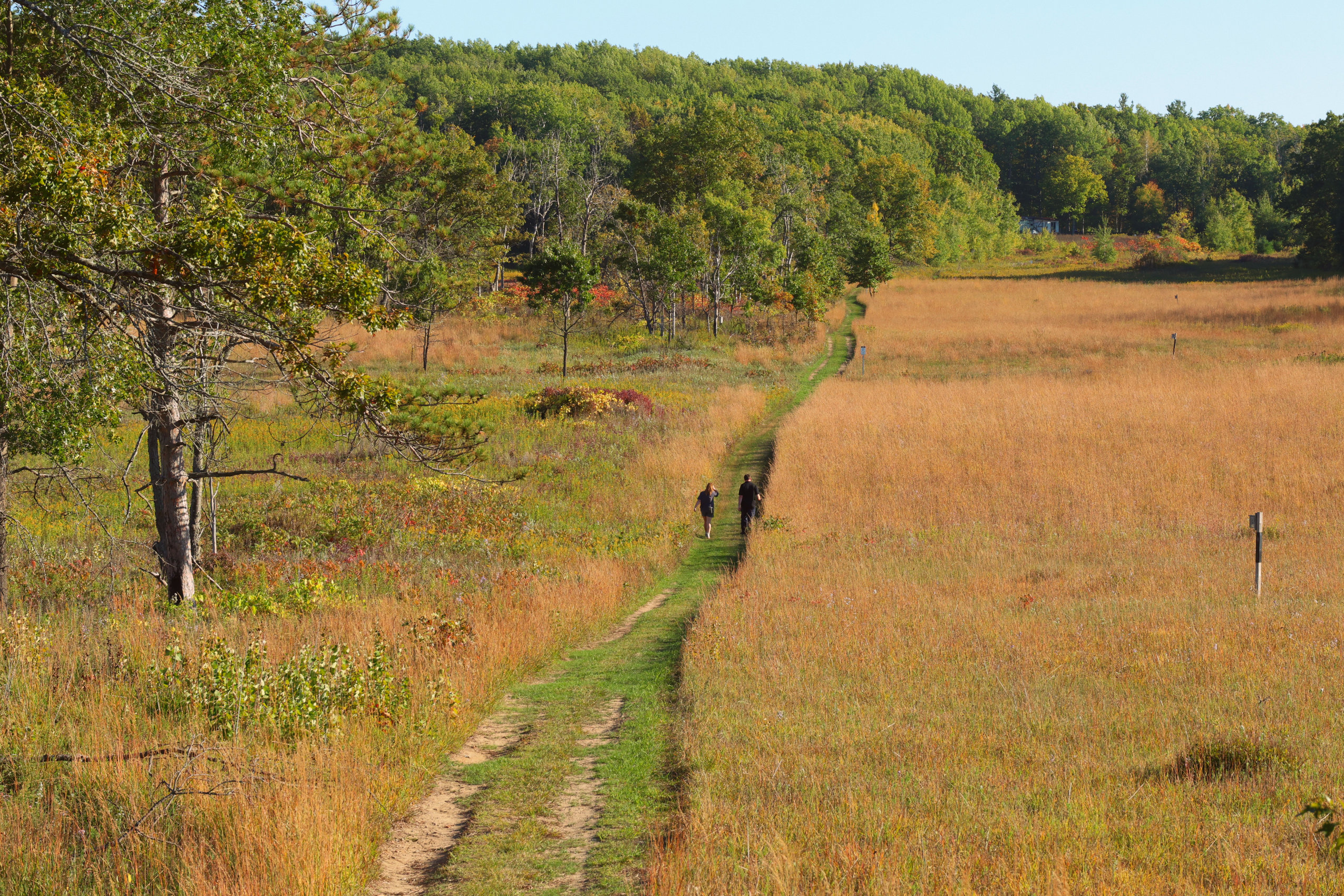 The tallgrass prairie field is divided in two by a path that leads to the woodlands on the Alderville Black Oak Savanna during Prairie Day on October 3, 2025.