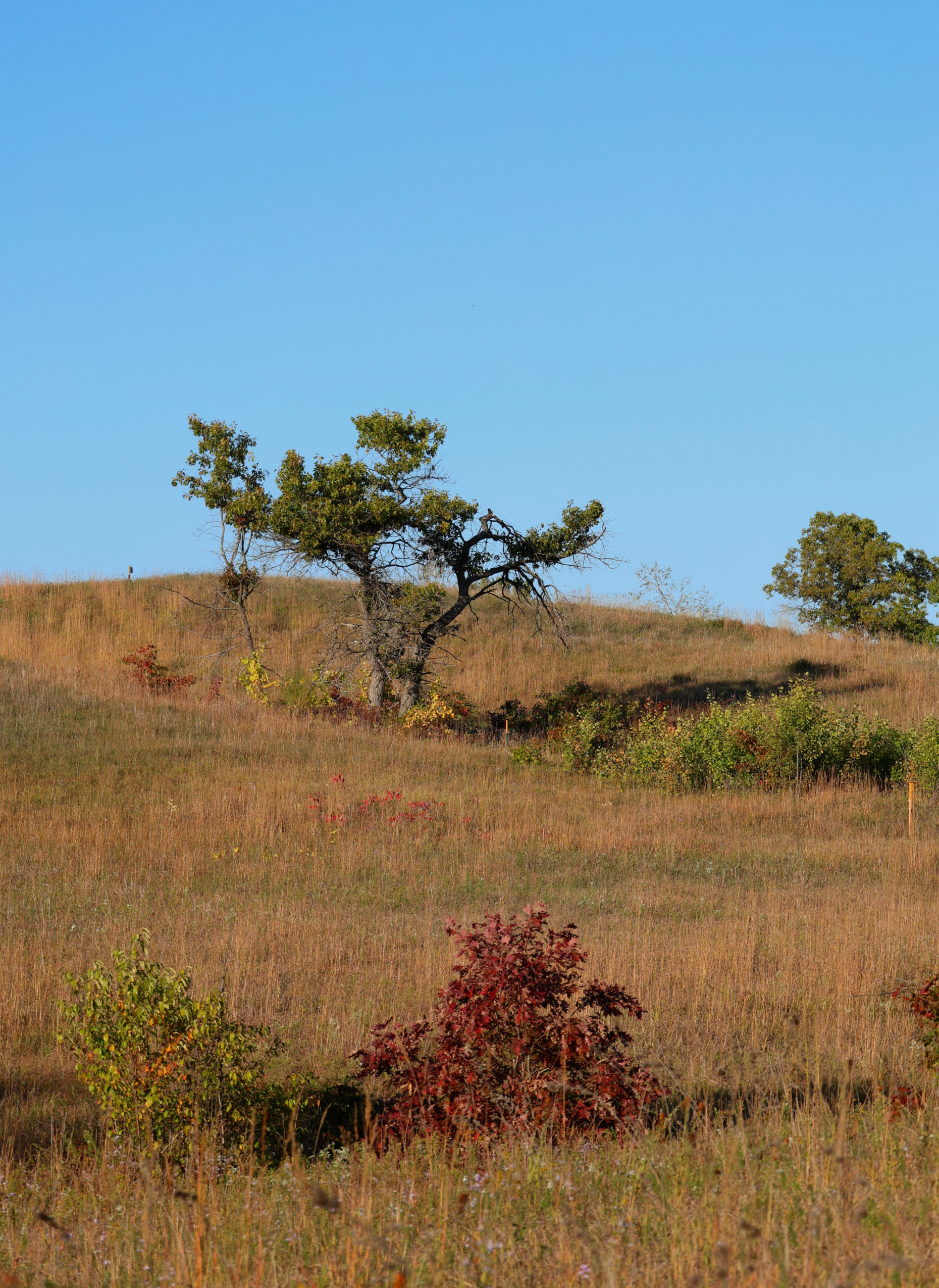 A tree with shrubs surrounding it, sits on top of a hill at the Alderville Black Oak Savanna during Prairie Day on October 3, 2025.