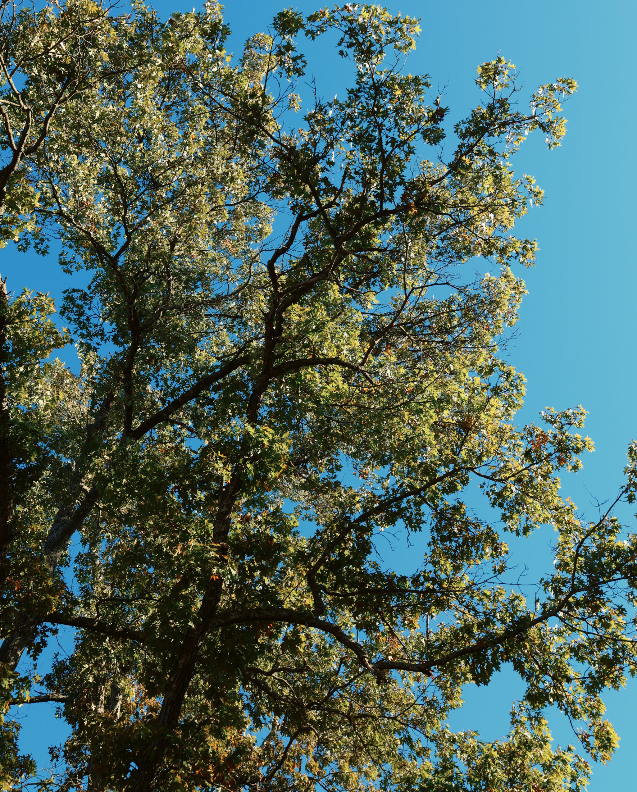 The green leaves of a black oak sprawl across a beautiful blue sky at the Alderville Black Oak Savanna during Prairie Day on October 3, 2025.