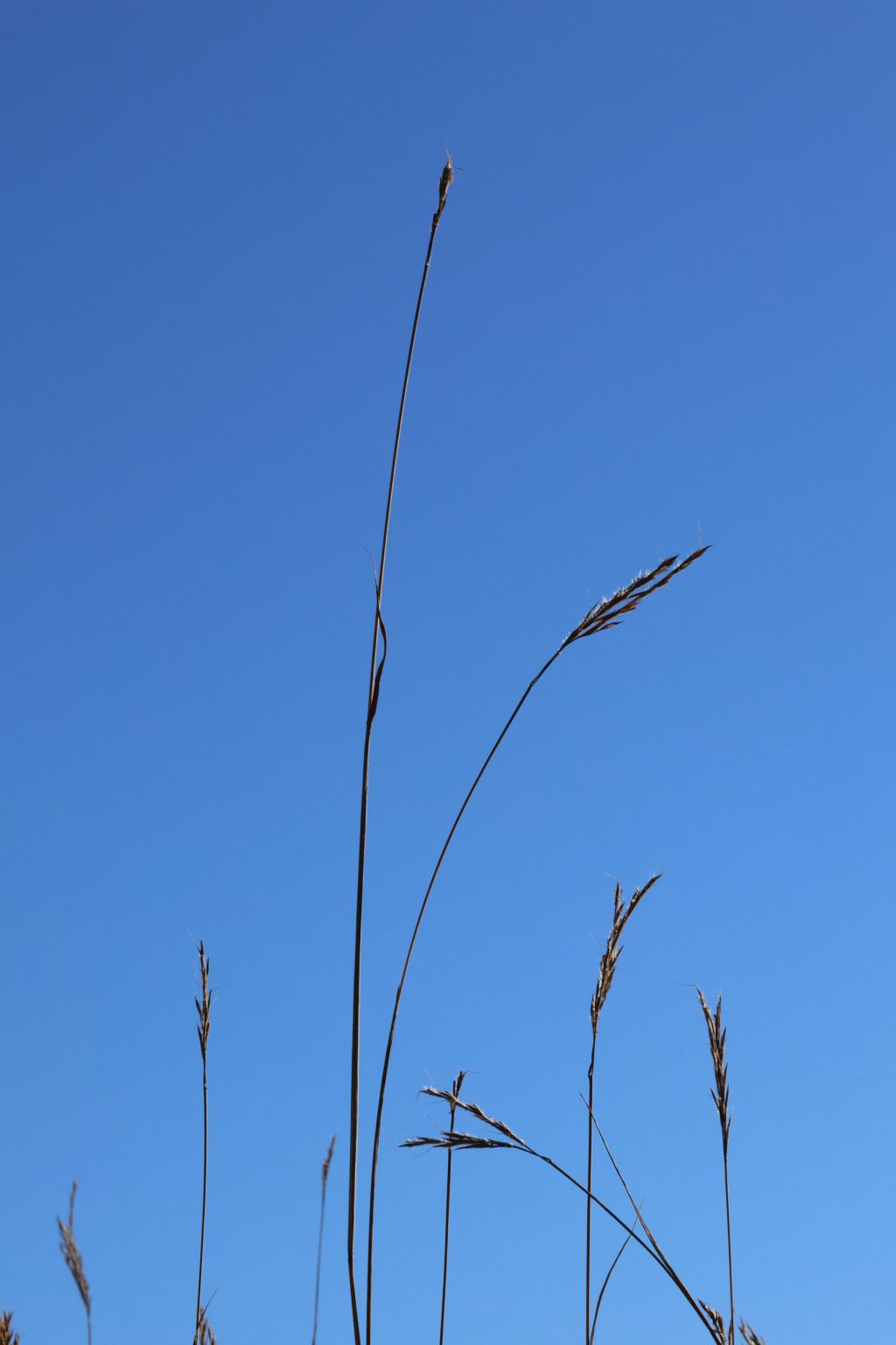 Stalks of tall grass are partially silhouetted against a blue sky at the Alderville Black Oak Savanna during Prairie Day on October 3, 2025.